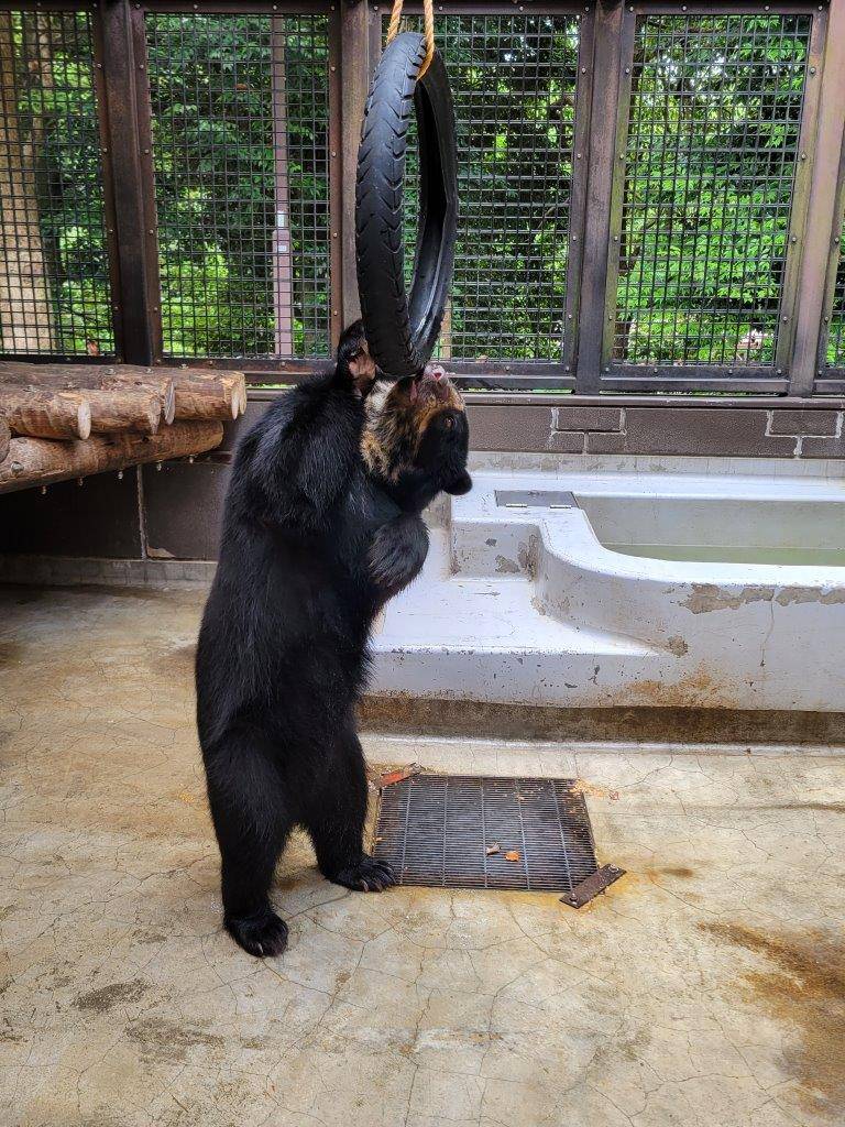 立ち上がってタイヤを気にする美雪④