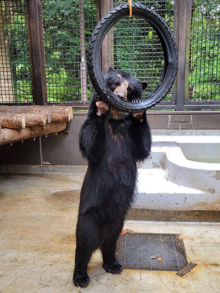 立ち上がってタイヤに噛みつく美雪①