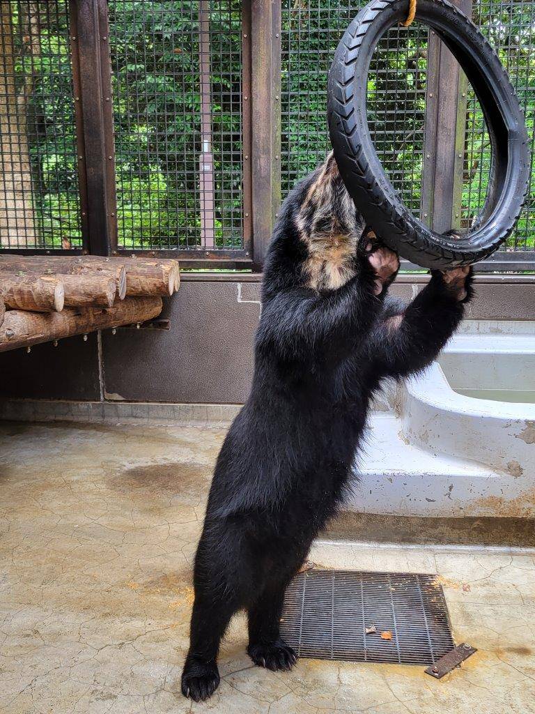 立ち上がってタイヤを気にする美雪⑥