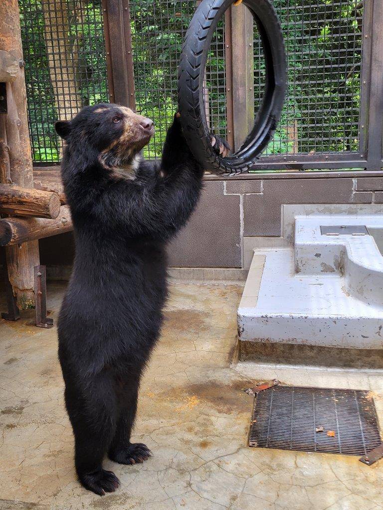立ち上がってタイヤを気にする美雪⑨