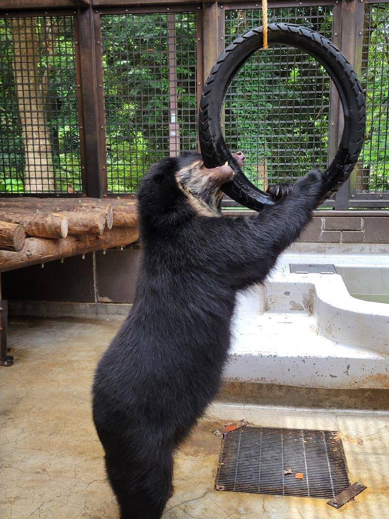 立ち上がってタイヤに嚙みつく美雪②