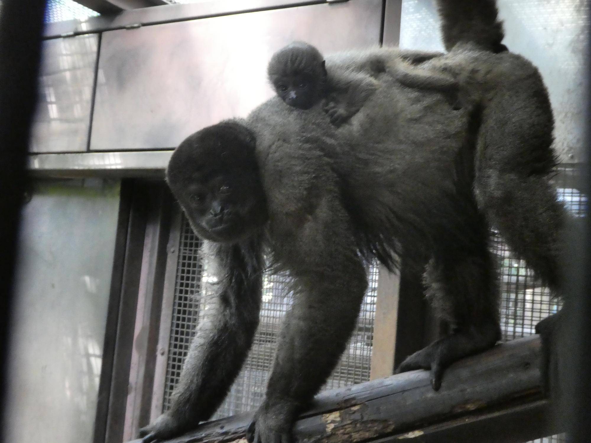 飼育日誌ウーリーモンキーの赤ちゃん成長記⑦.jpg