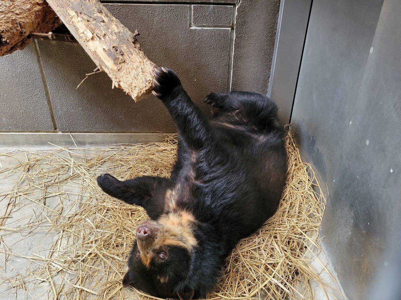 寝転んだ姿勢で丸太を押す美雨②