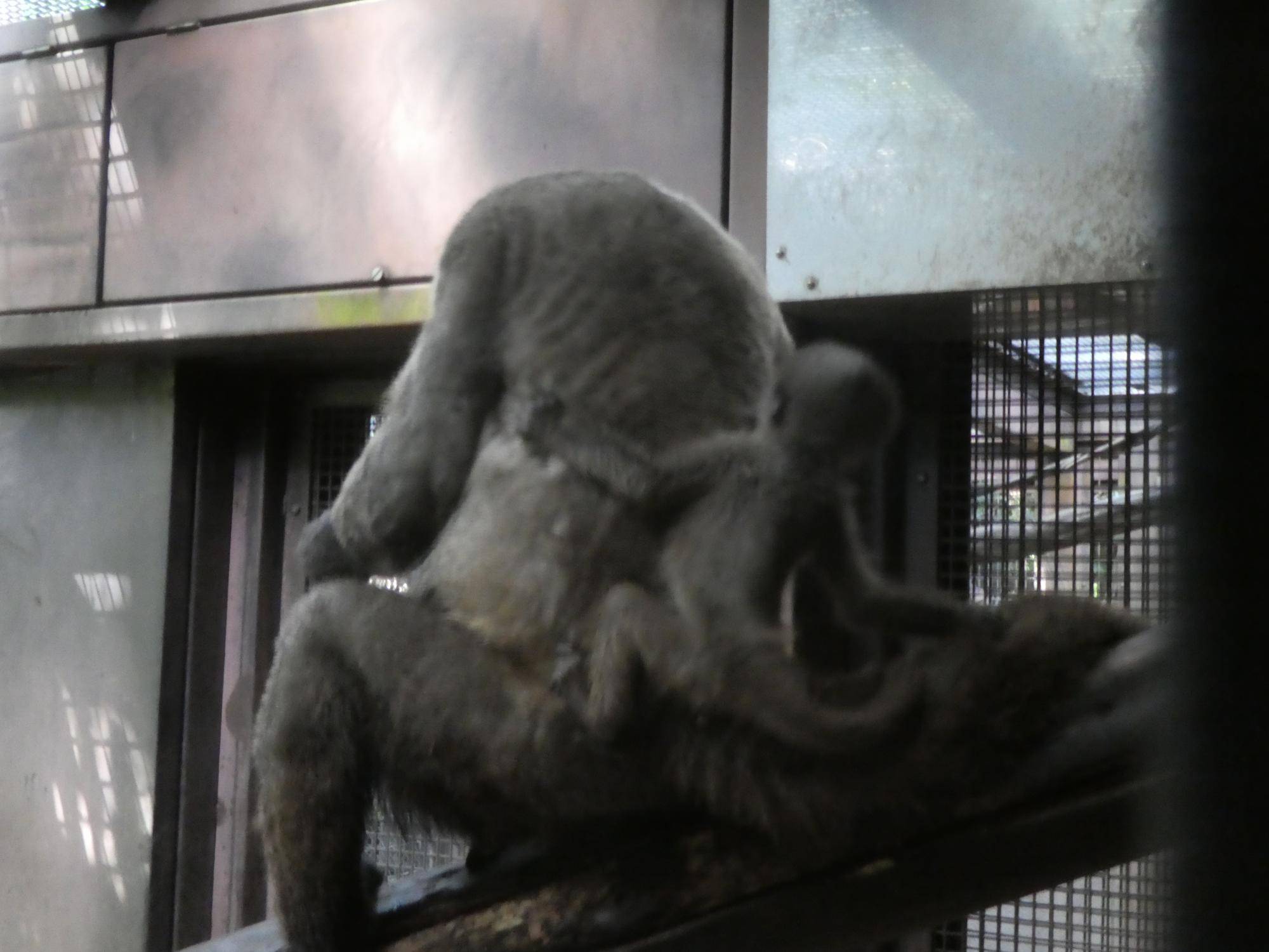 飼育日誌ウーリーモンキーの赤ちゃん成長記⑤.jpg