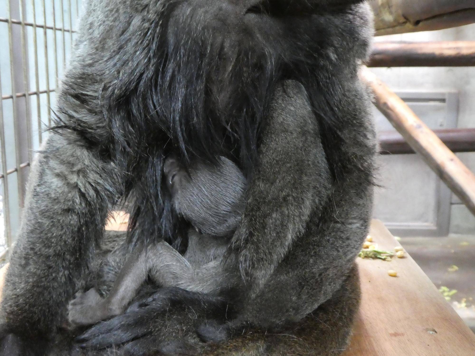飼育日誌ウーリーモンキーの赤ちゃん成長記①.jpg