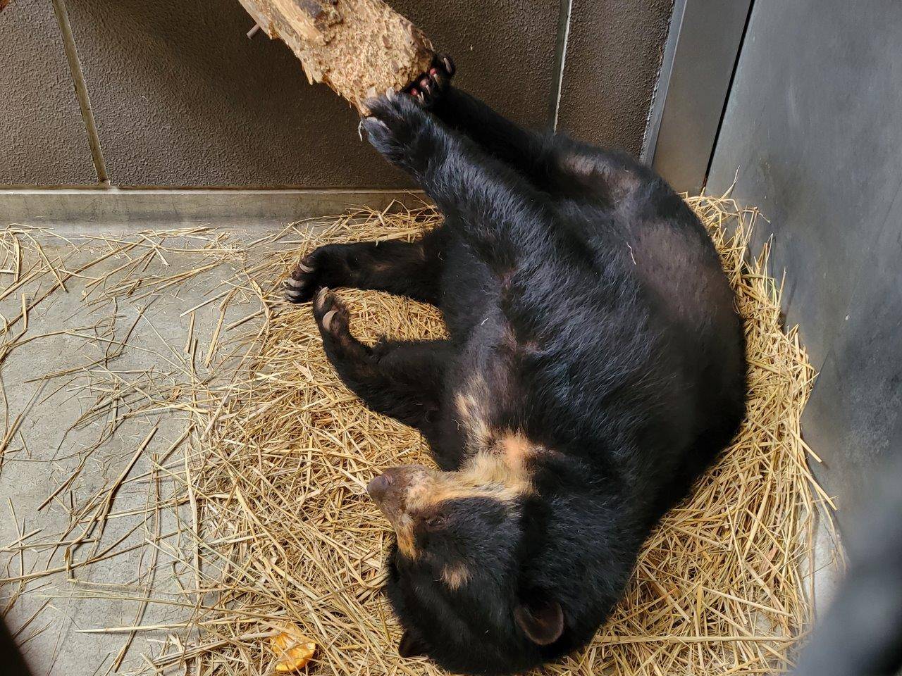 寝転んだ姿勢で丸太を後肢で押す美雨②