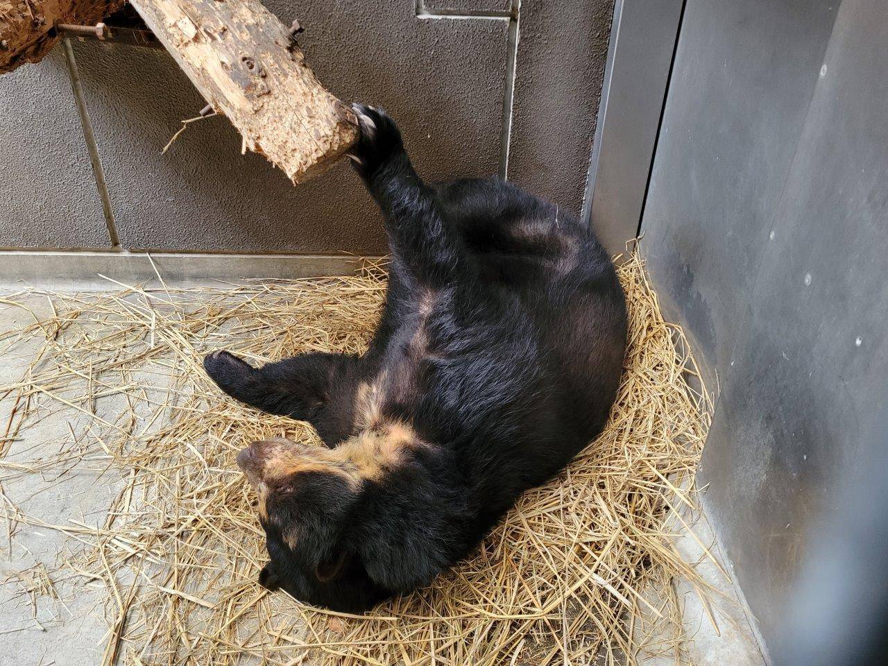 寝転んだ姿勢で丸太に手をかける美雨⑤