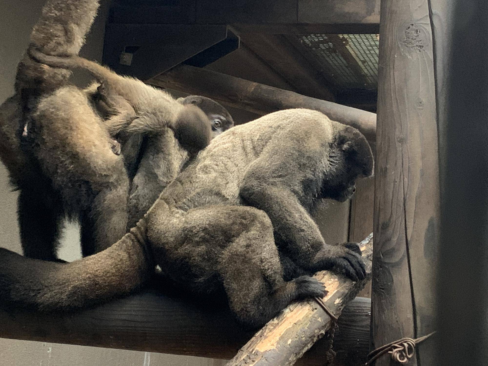 飼育日誌ウーリーモンキーの赤ちゃん成長記④.jpg
