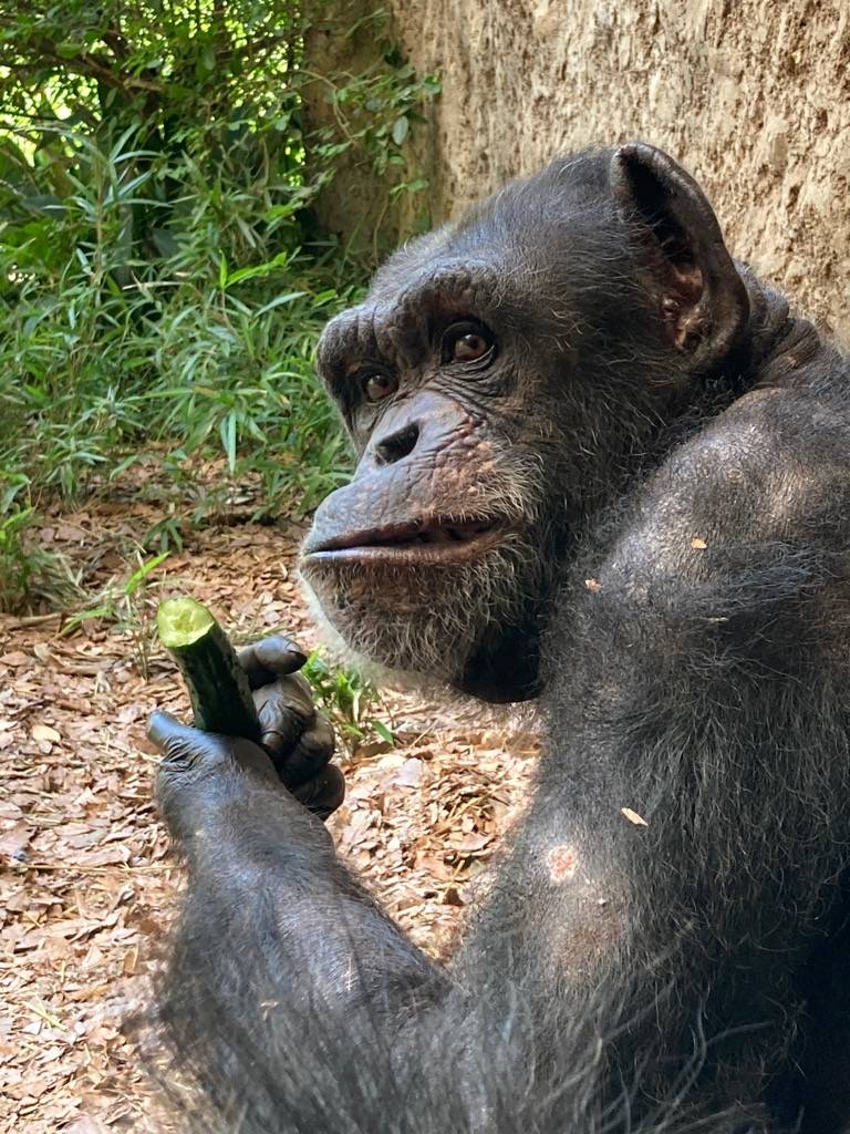 キュウリを食べるチンパンジーのアラレ（メス）.jpg