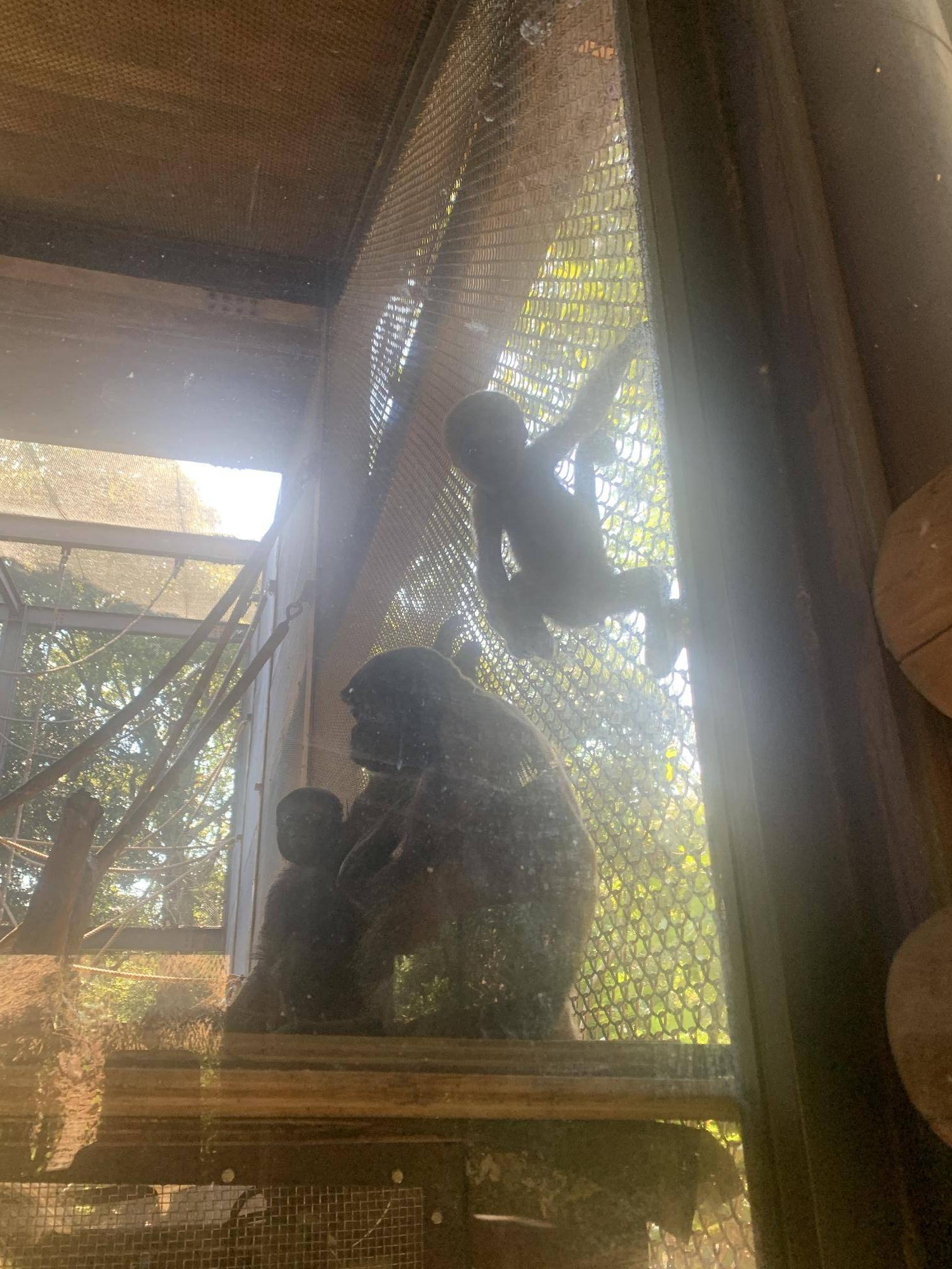 ウーリーモンキーの赤ちゃん成長記⑤２