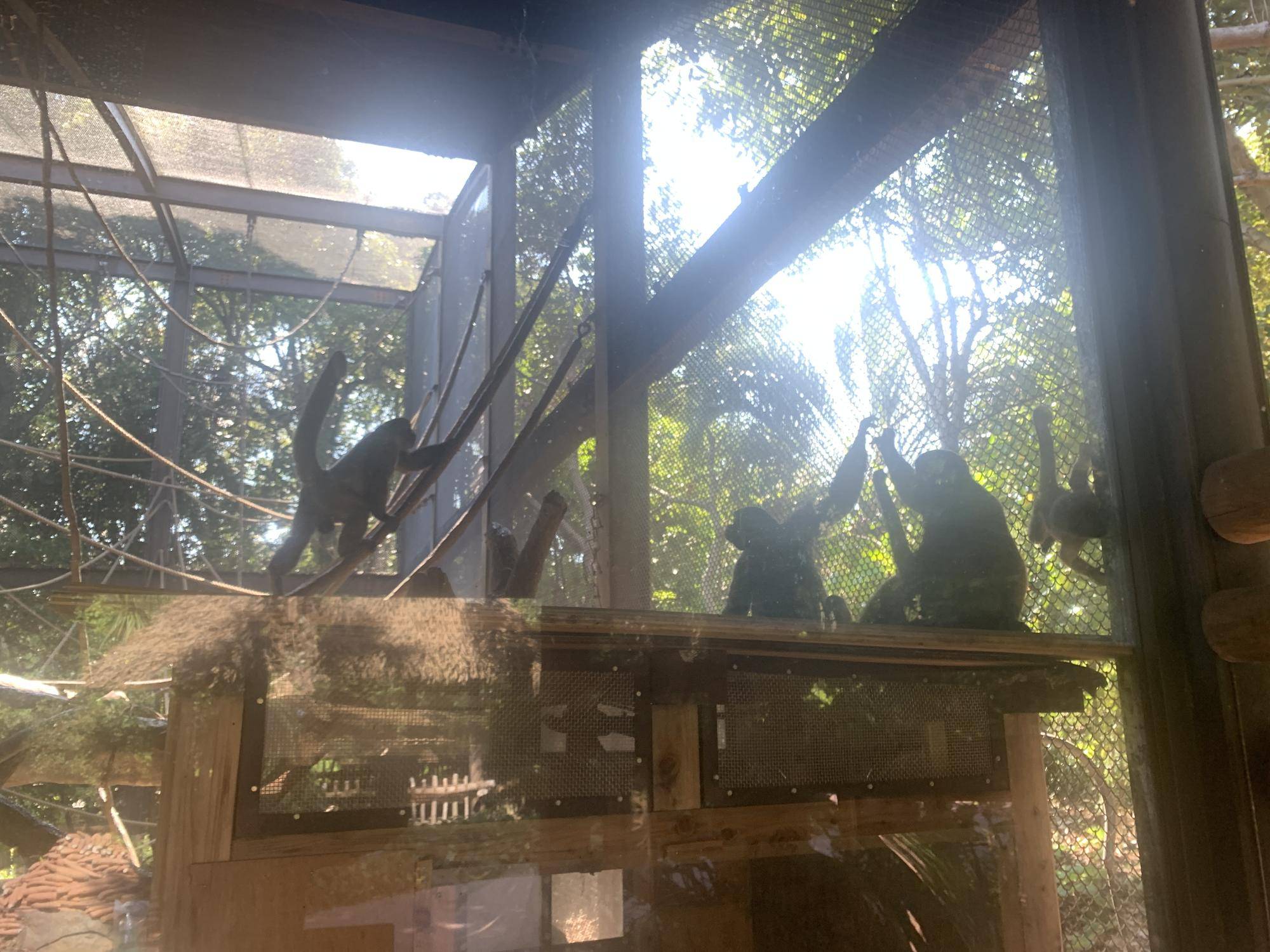 ウーリーモンキーの赤ちゃん成長記⑤４