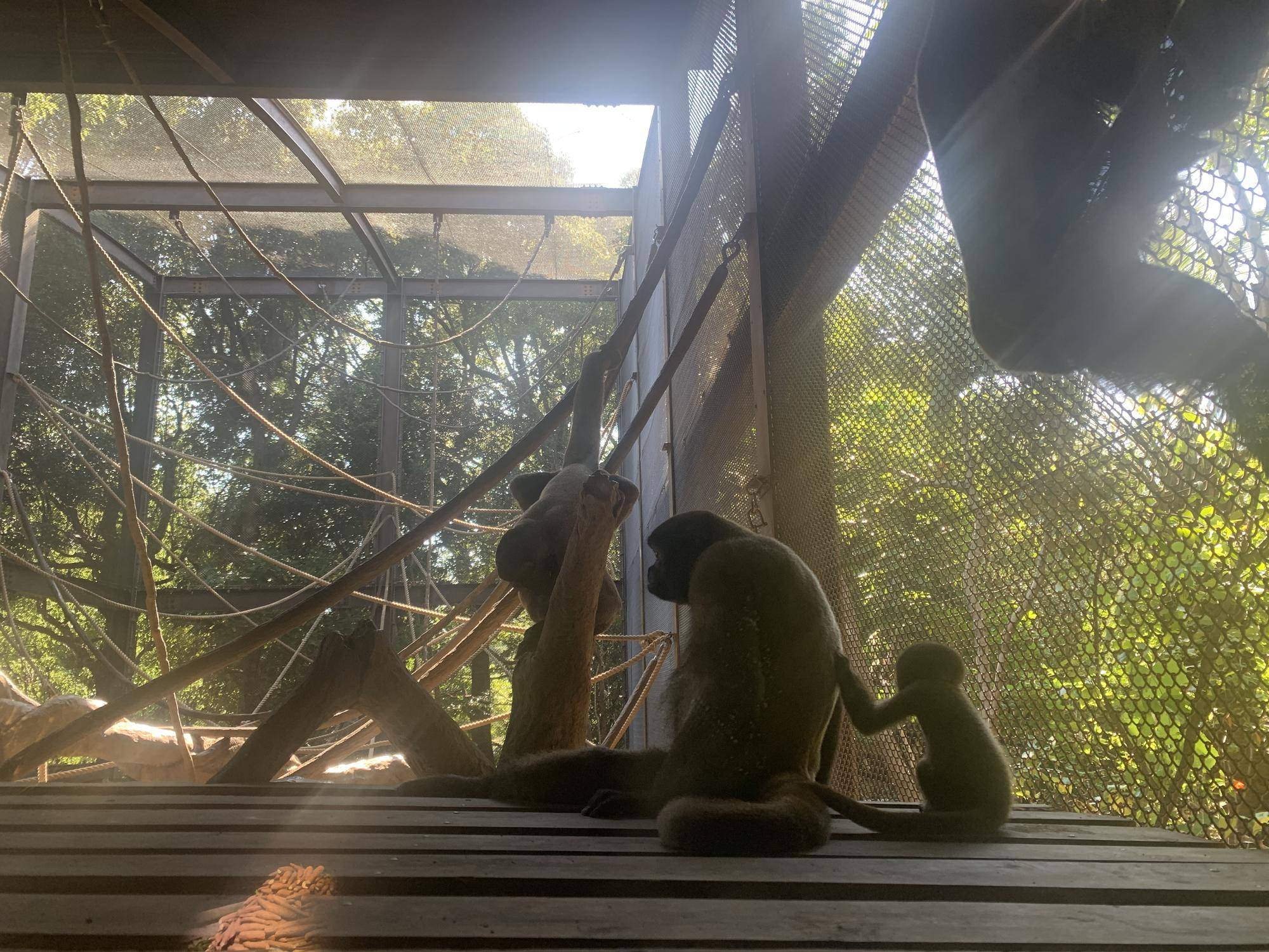 ウーリーモンキーの赤ちゃん成長記⑤３