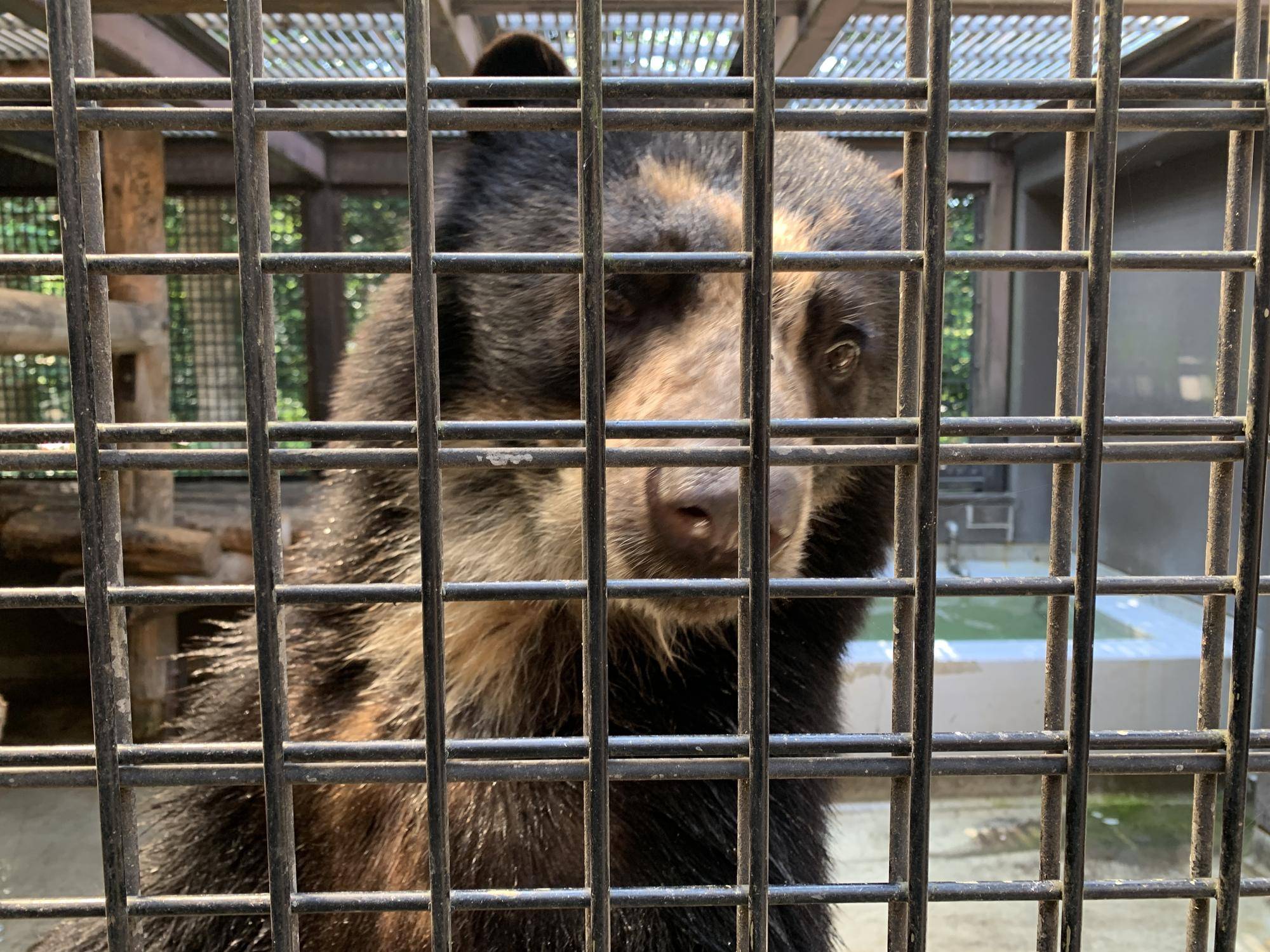 メガネグマ プール3