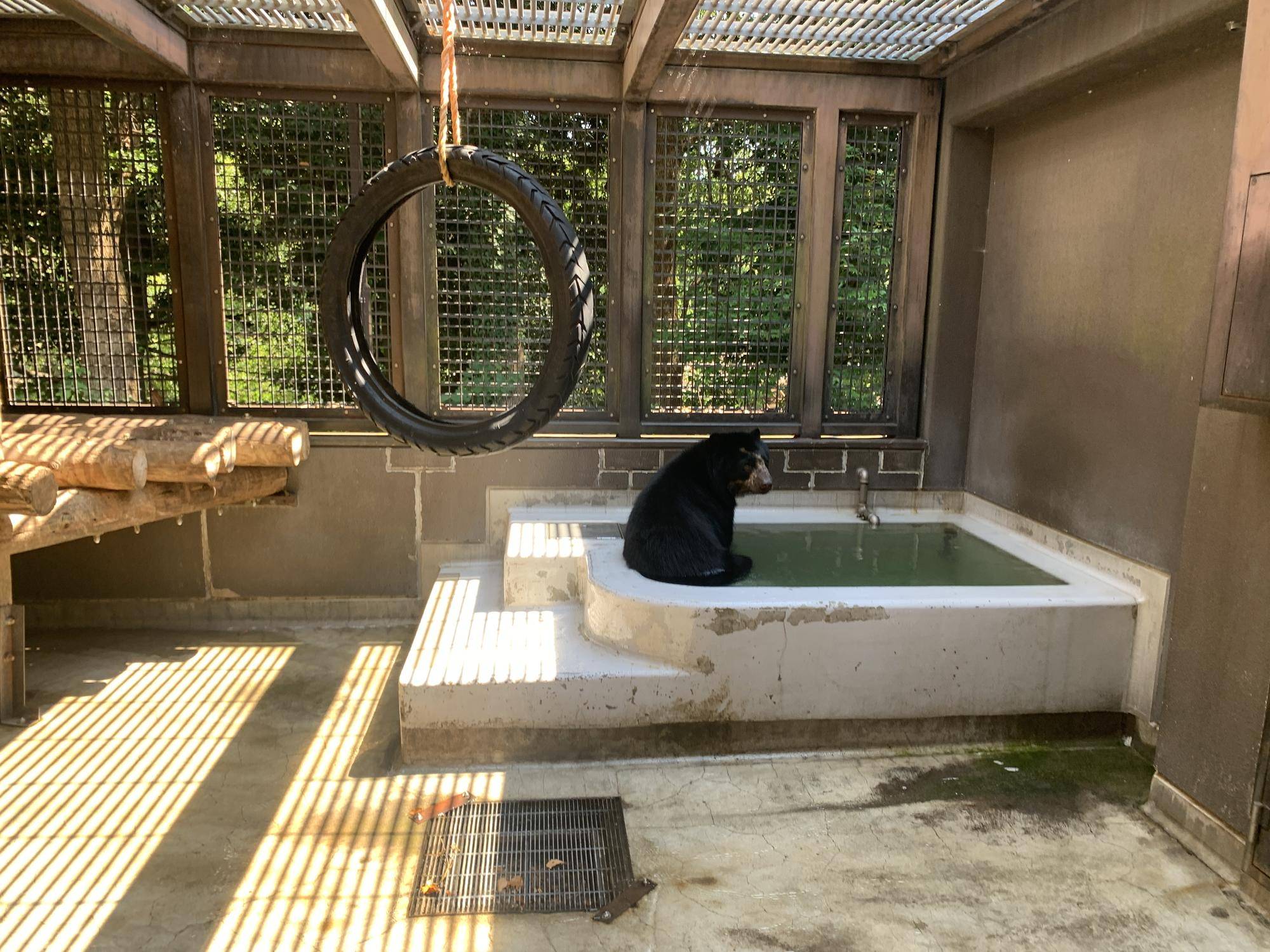 メガネグマ　プール２