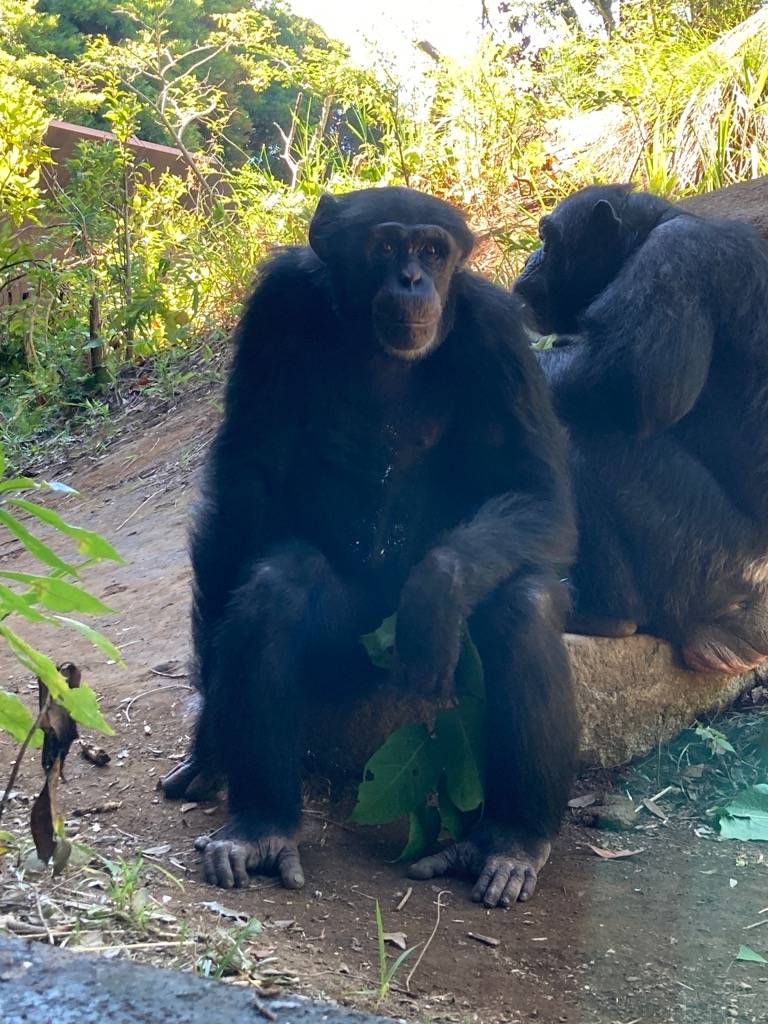 チンパンジーのゴウ（メス）が腰掛けて休む.jpg