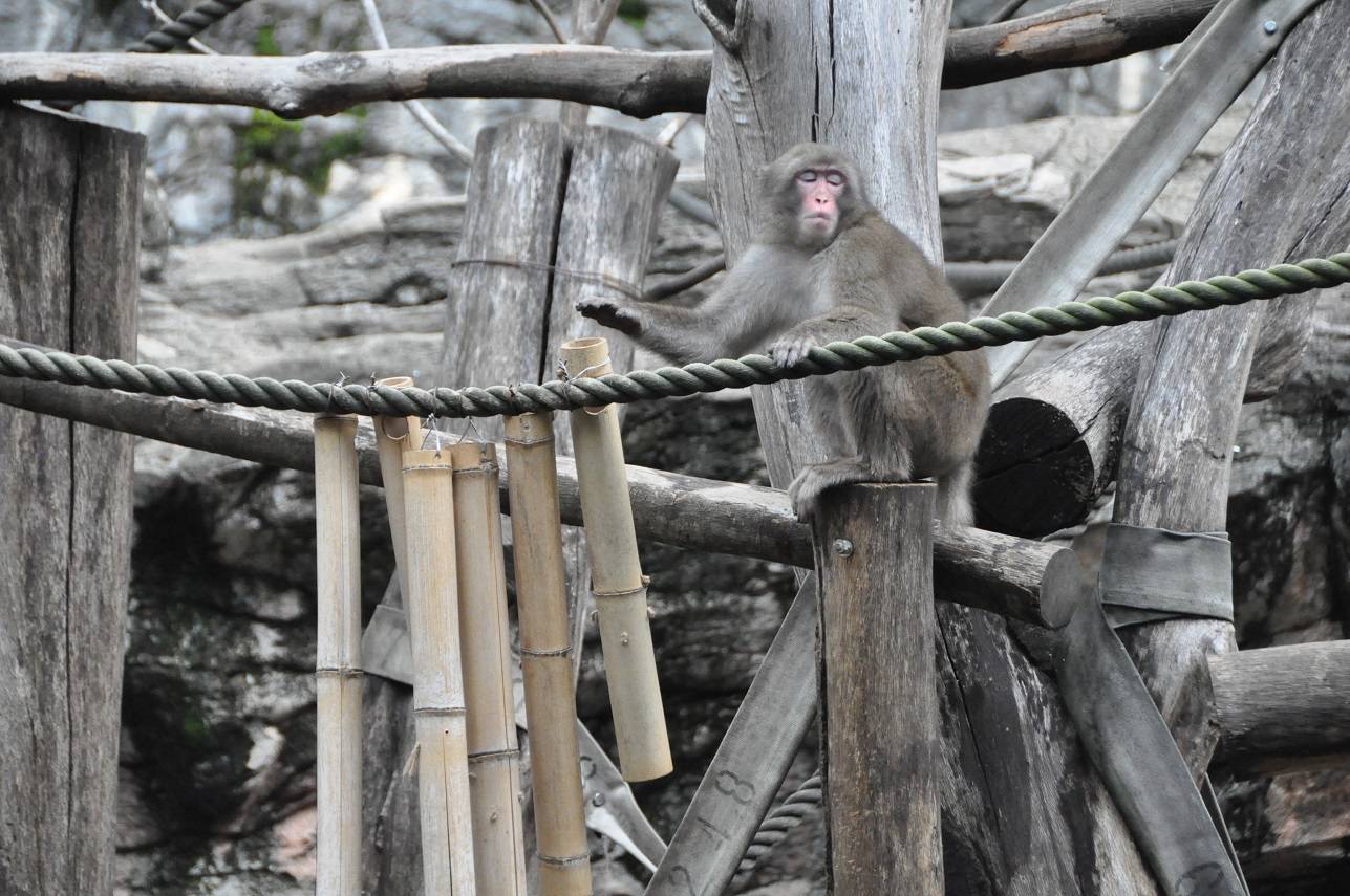 ニホンザル給餌器３.jpg