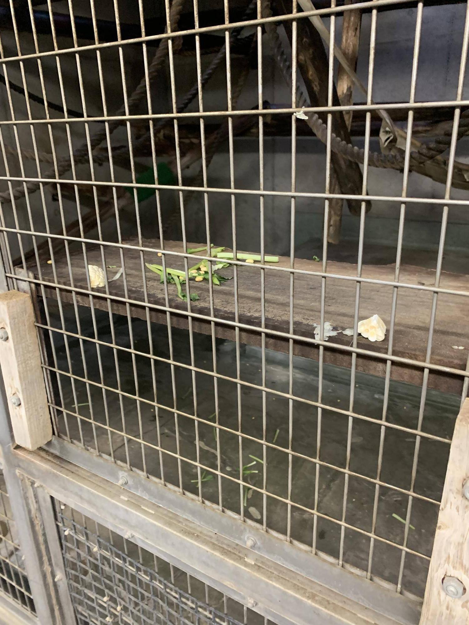 トウモロコシをあげてみました！６