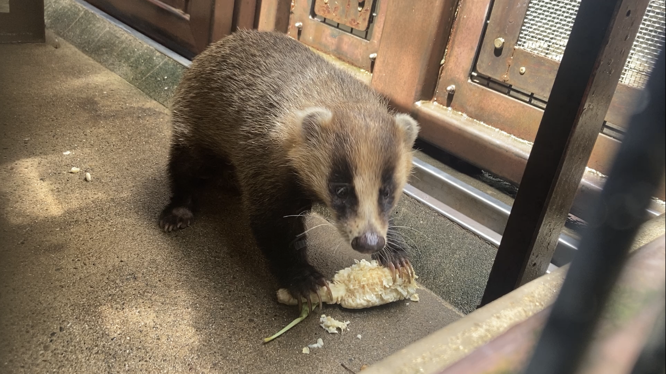 アナグマとトウモロコシ.png