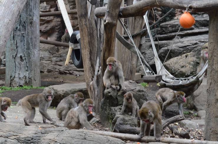 ニホンザル全体写真.jpg