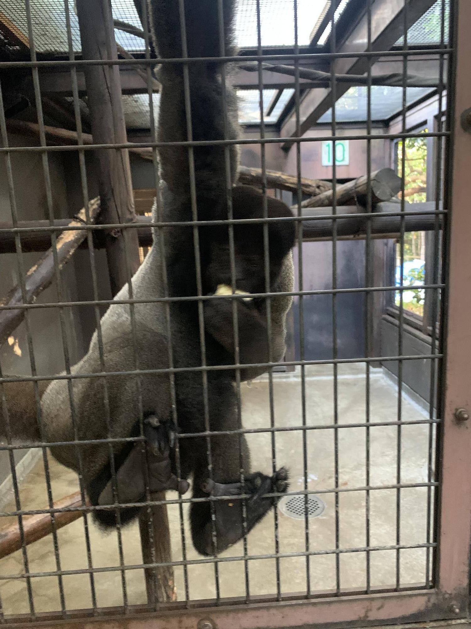 トウモロコシをあげてみました！５