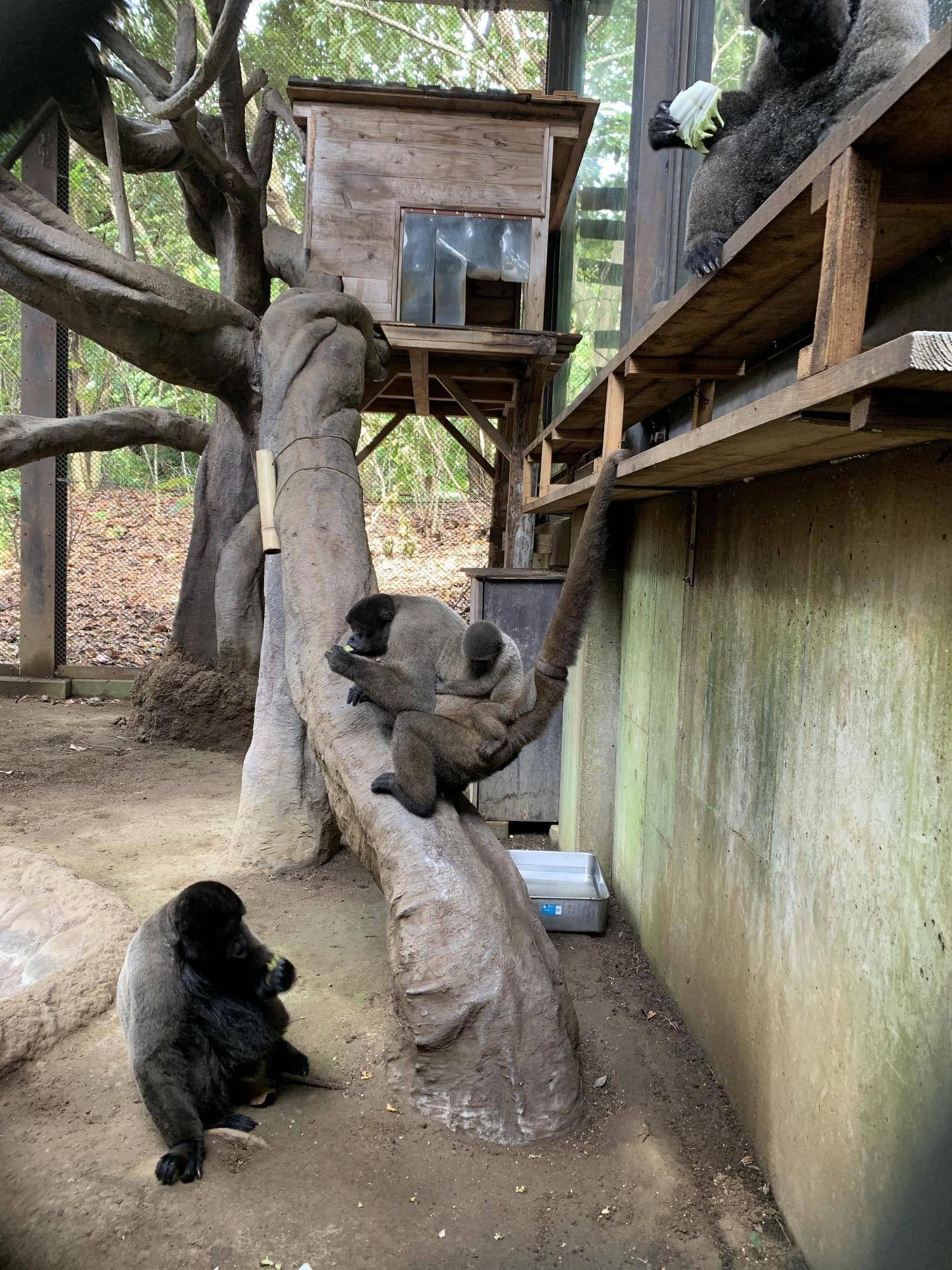 ウーリーモンキーの赤ちゃん成長記⑥１