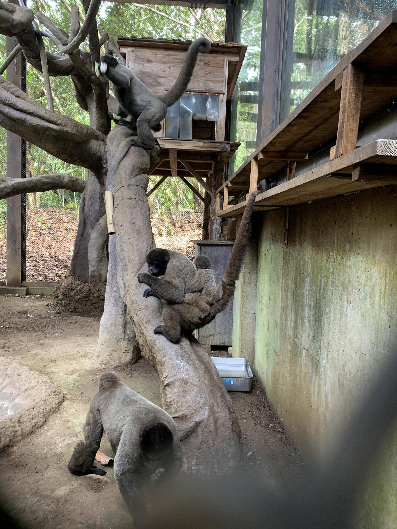 ウーリーモンキーの赤ちゃん成長記⑥２