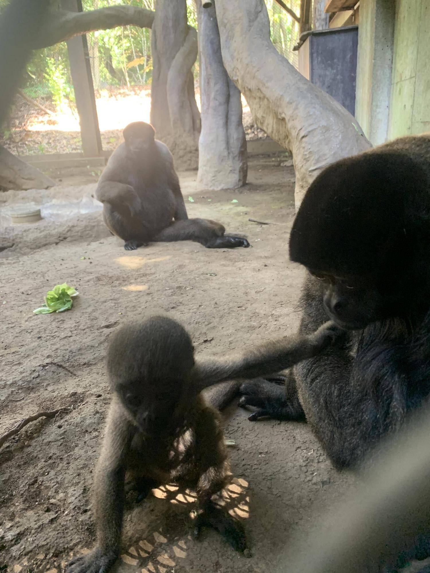 ウーリーモンキーの赤ちゃん成長記⑥３