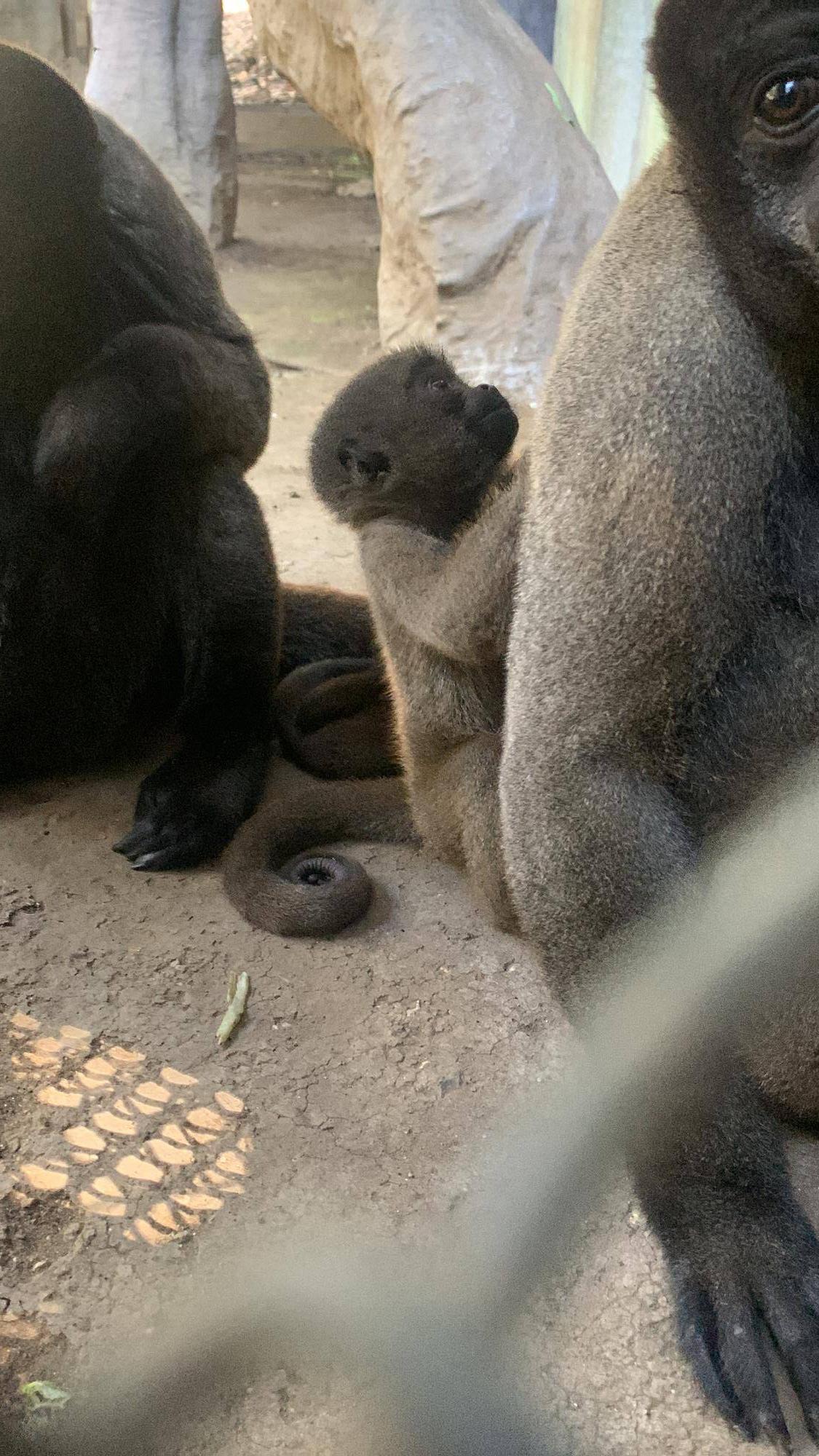 ウーリーモンキーの赤ちゃん成長記⑥５
