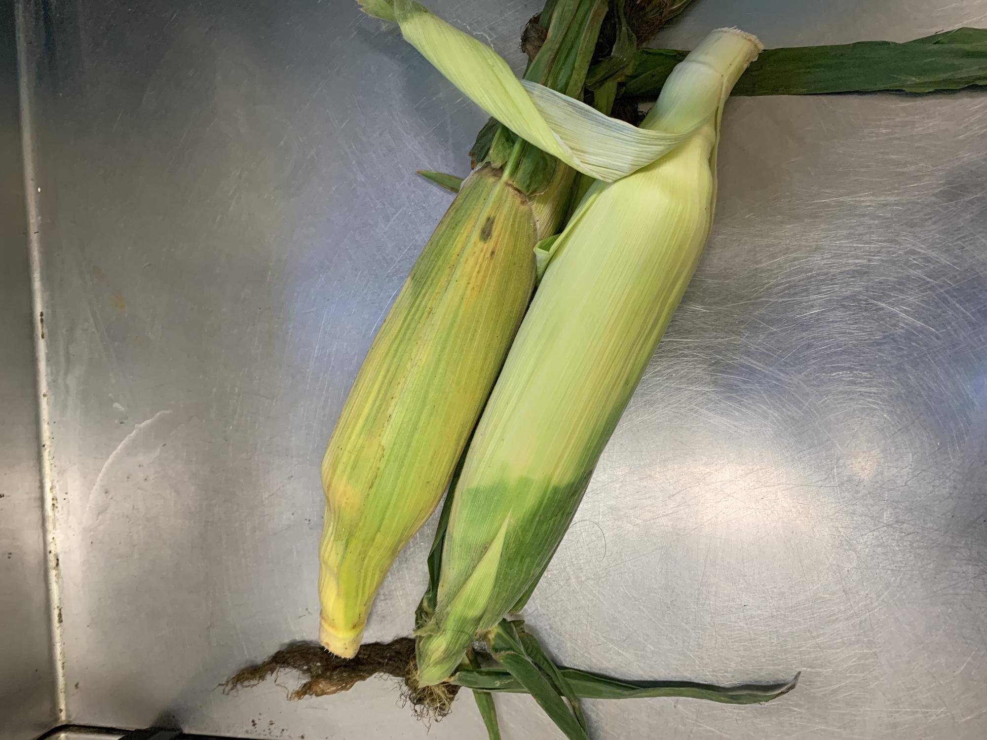 トウモロコシをあげてみました！１