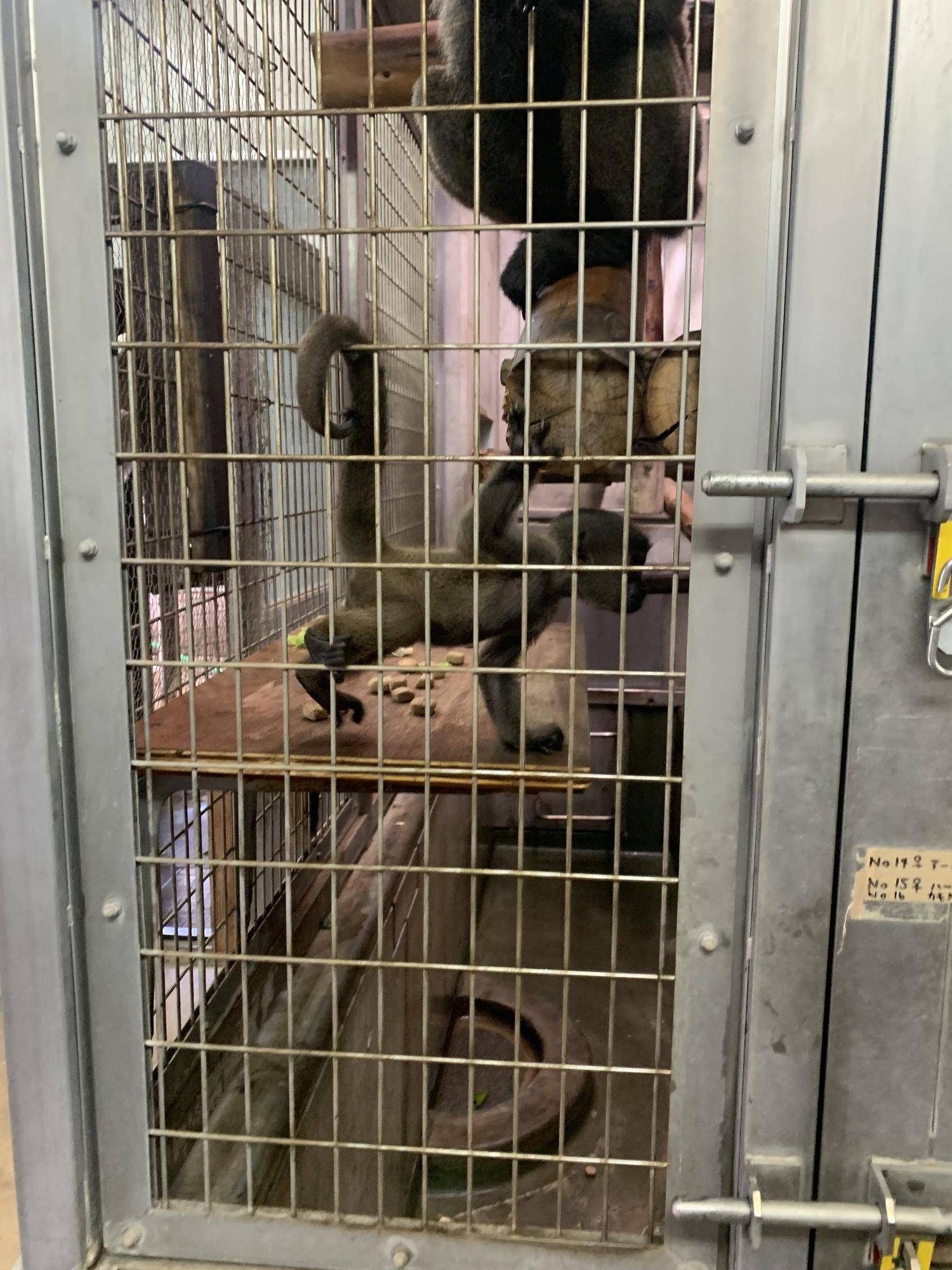 ウーリーモンキーの赤ちゃん成長記⑦1