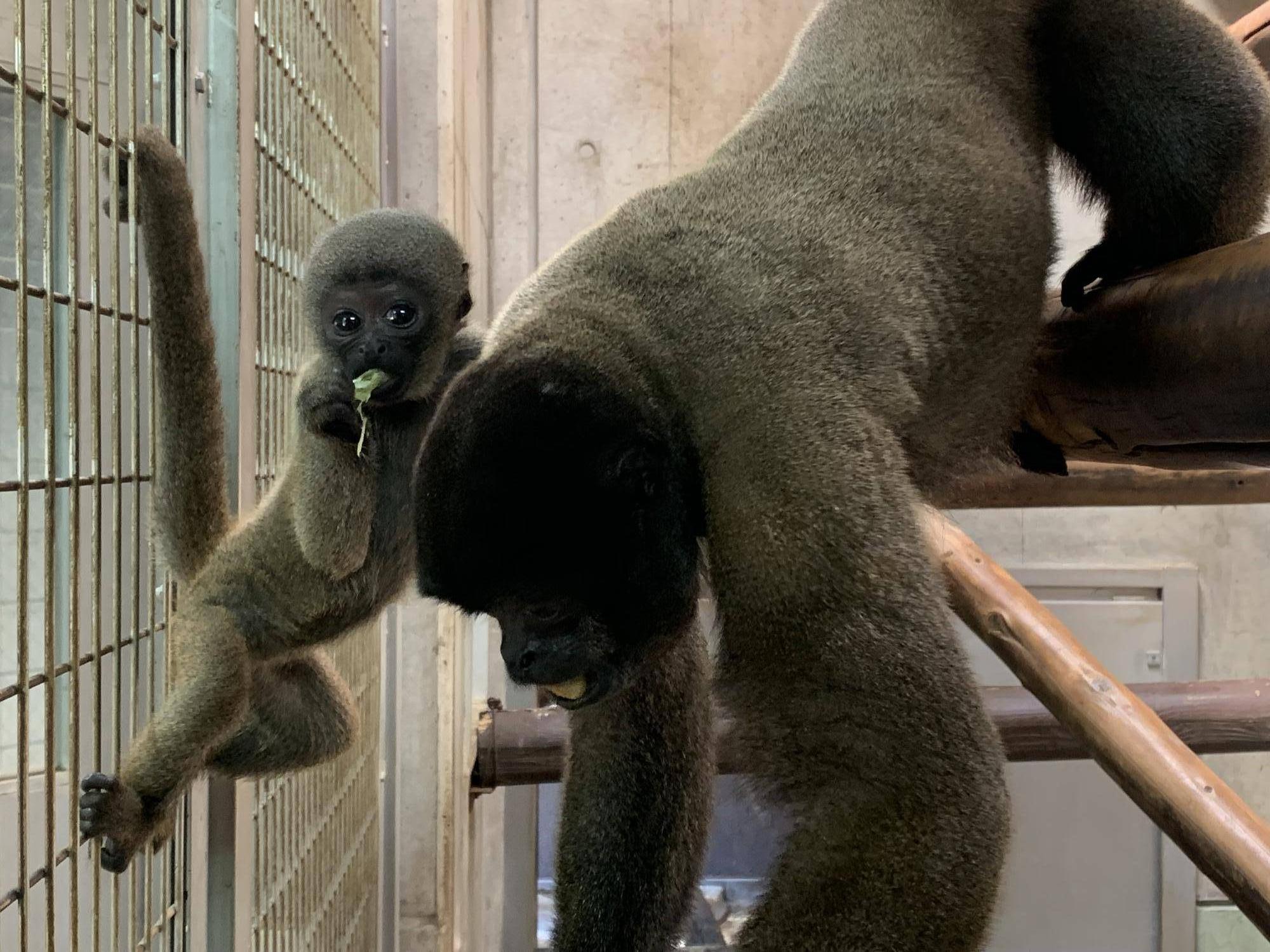 ウーリーモンキーの赤ちゃん成長記⑦4