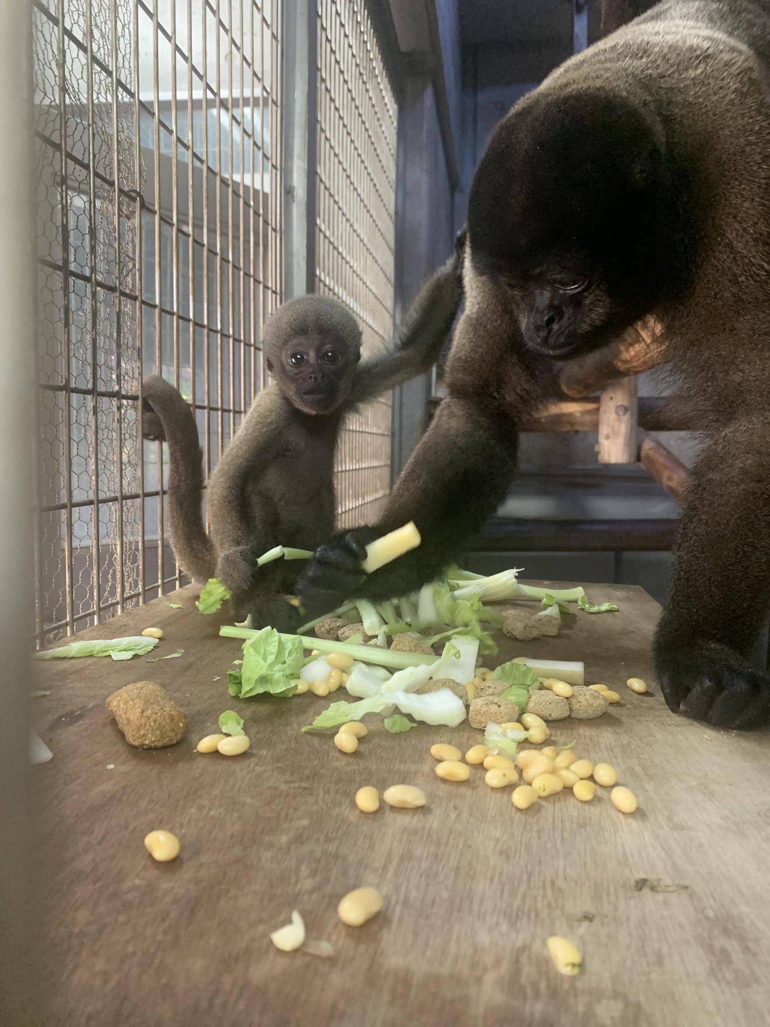ウーリーモンキーの赤ちゃん成長記⑦5