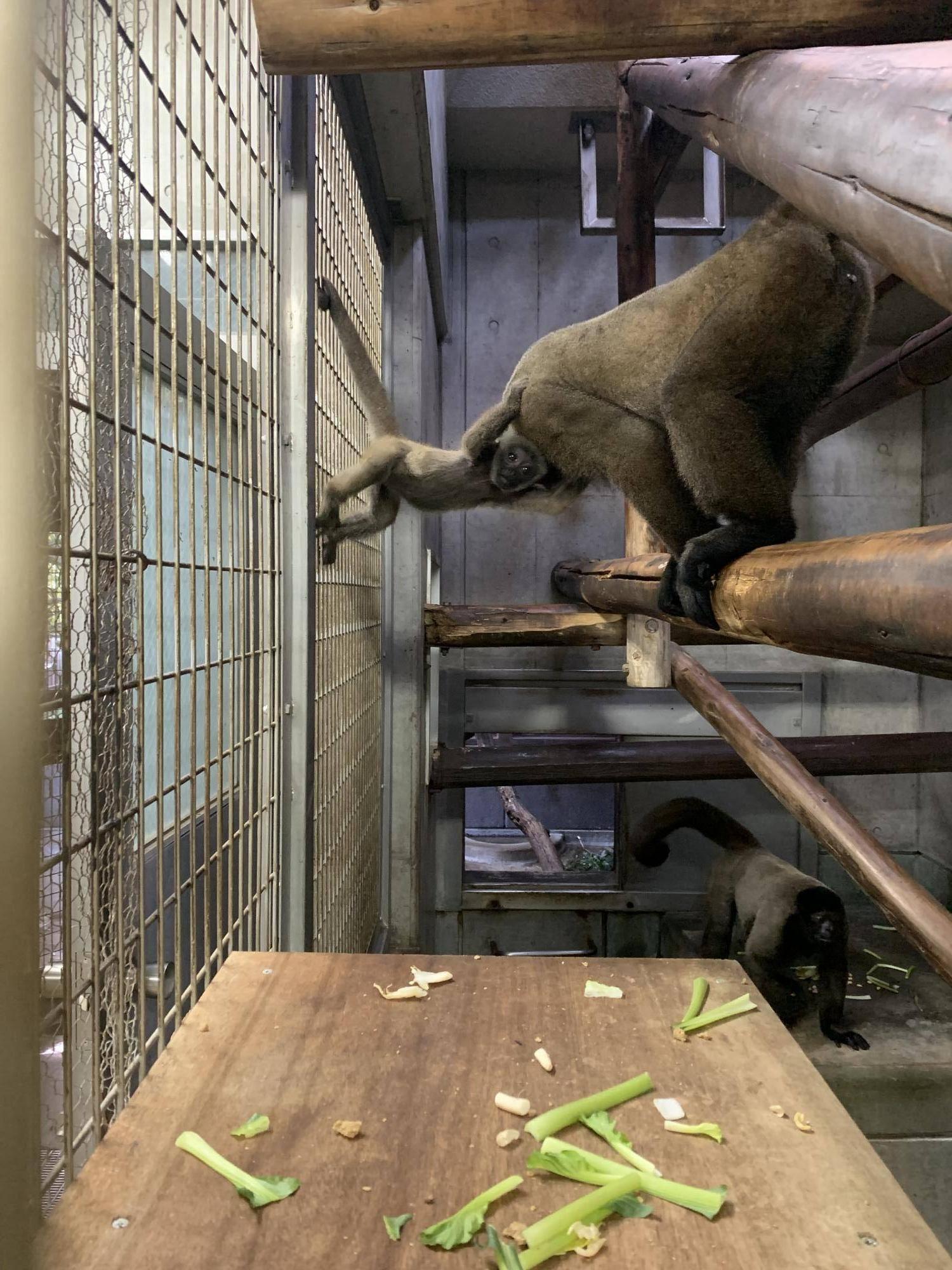 ウーリーモンキーの赤ちゃん成長記⑦2