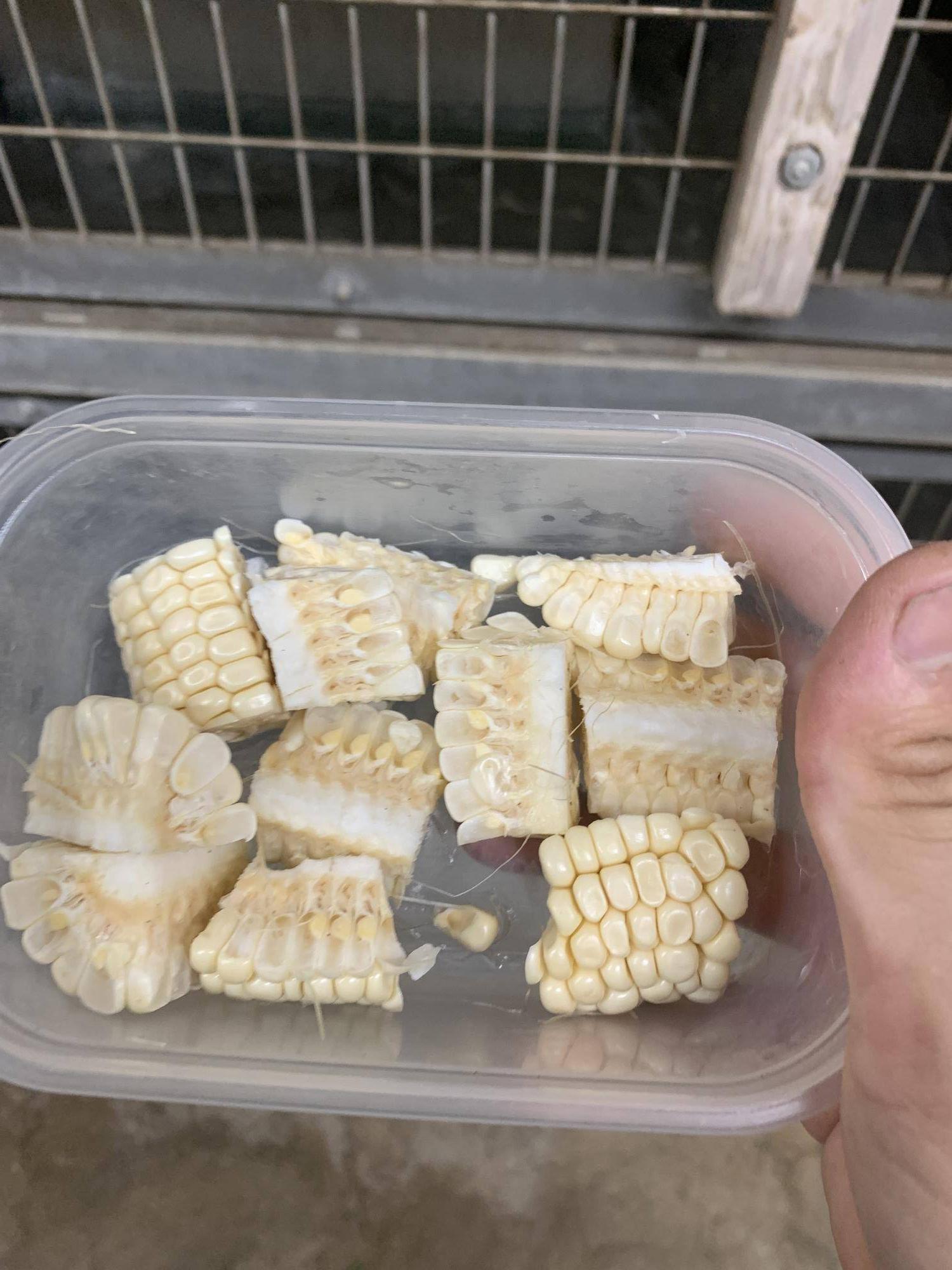 トウモロコシをあげてみました！２