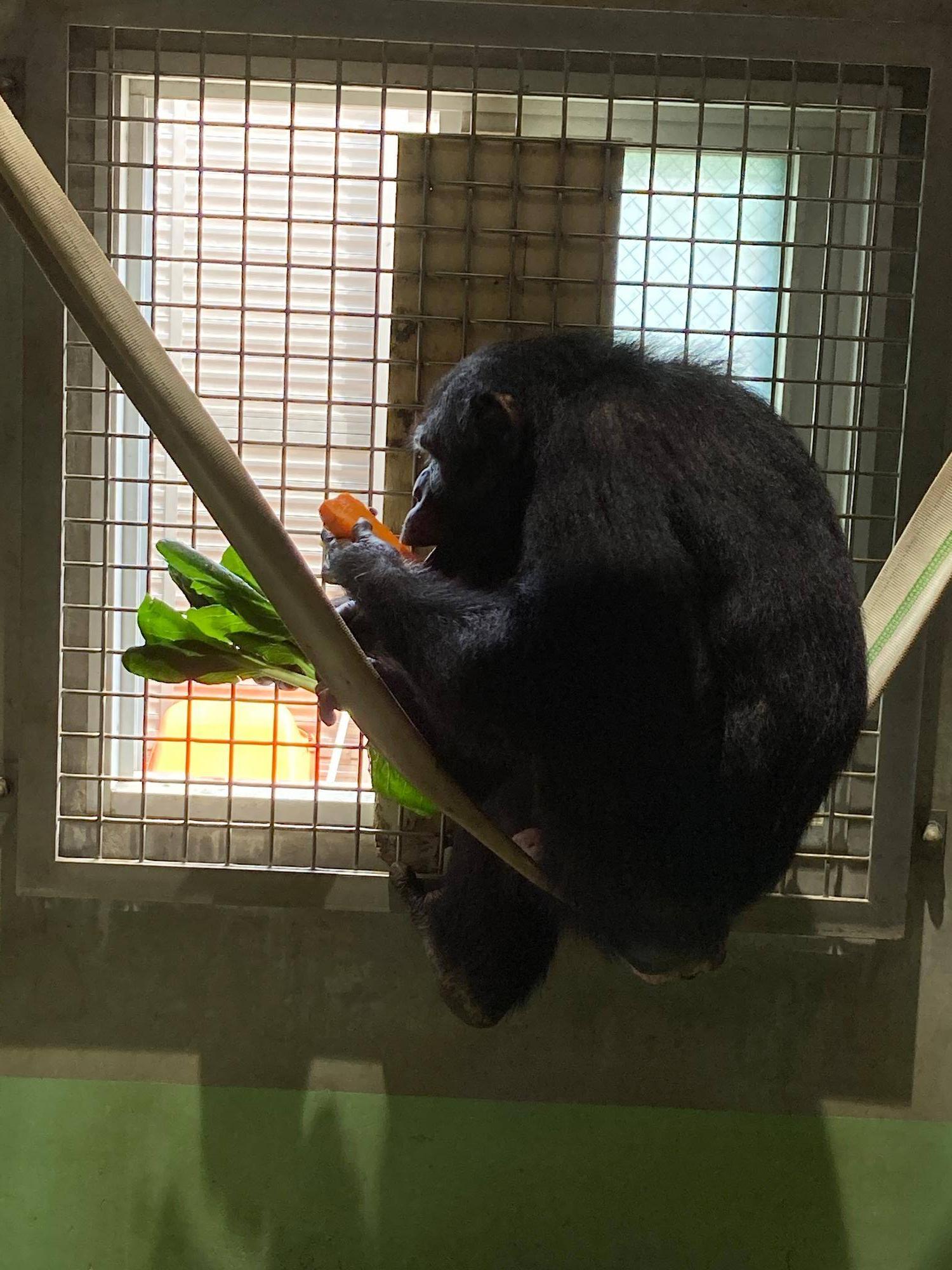 外を眺めながらご飯を食べるチンパンジーのゴウ(メス).jpg
