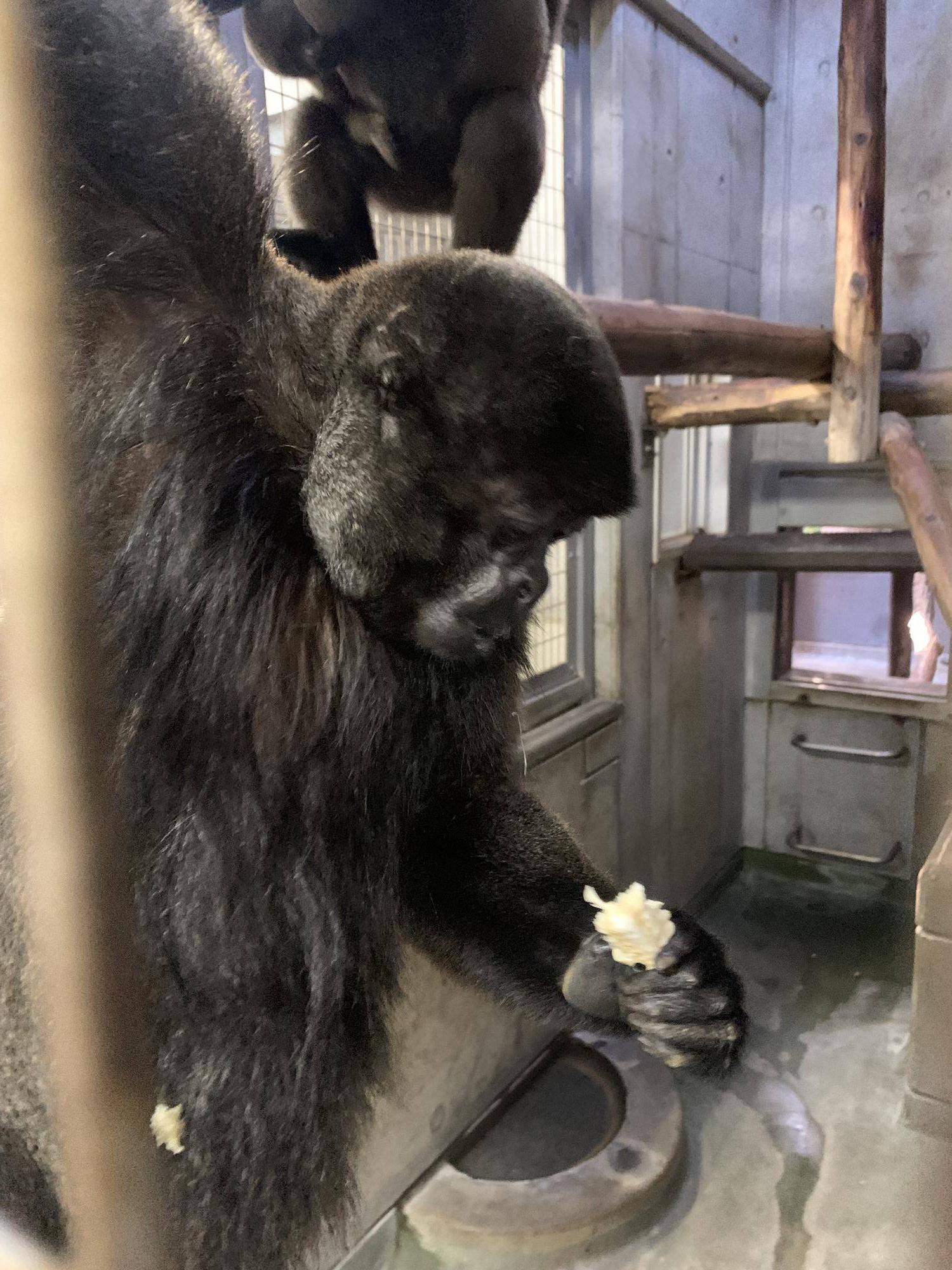 トウモロコシをあげてみました！４