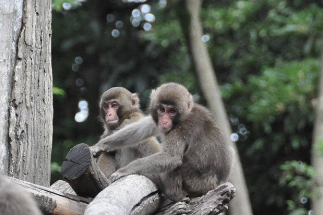 ニホンザル子供４.jpg