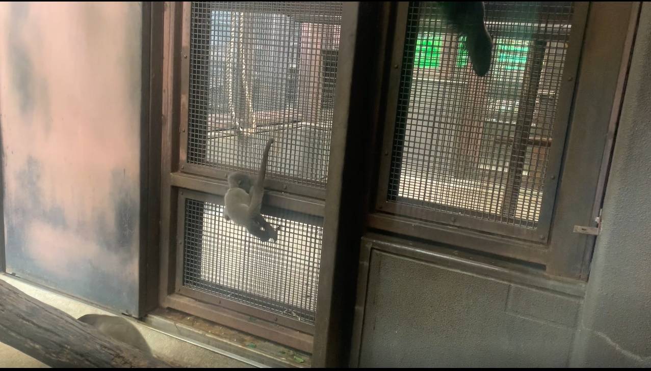 ウーリーモンキーの赤ちゃん成長記⑩５