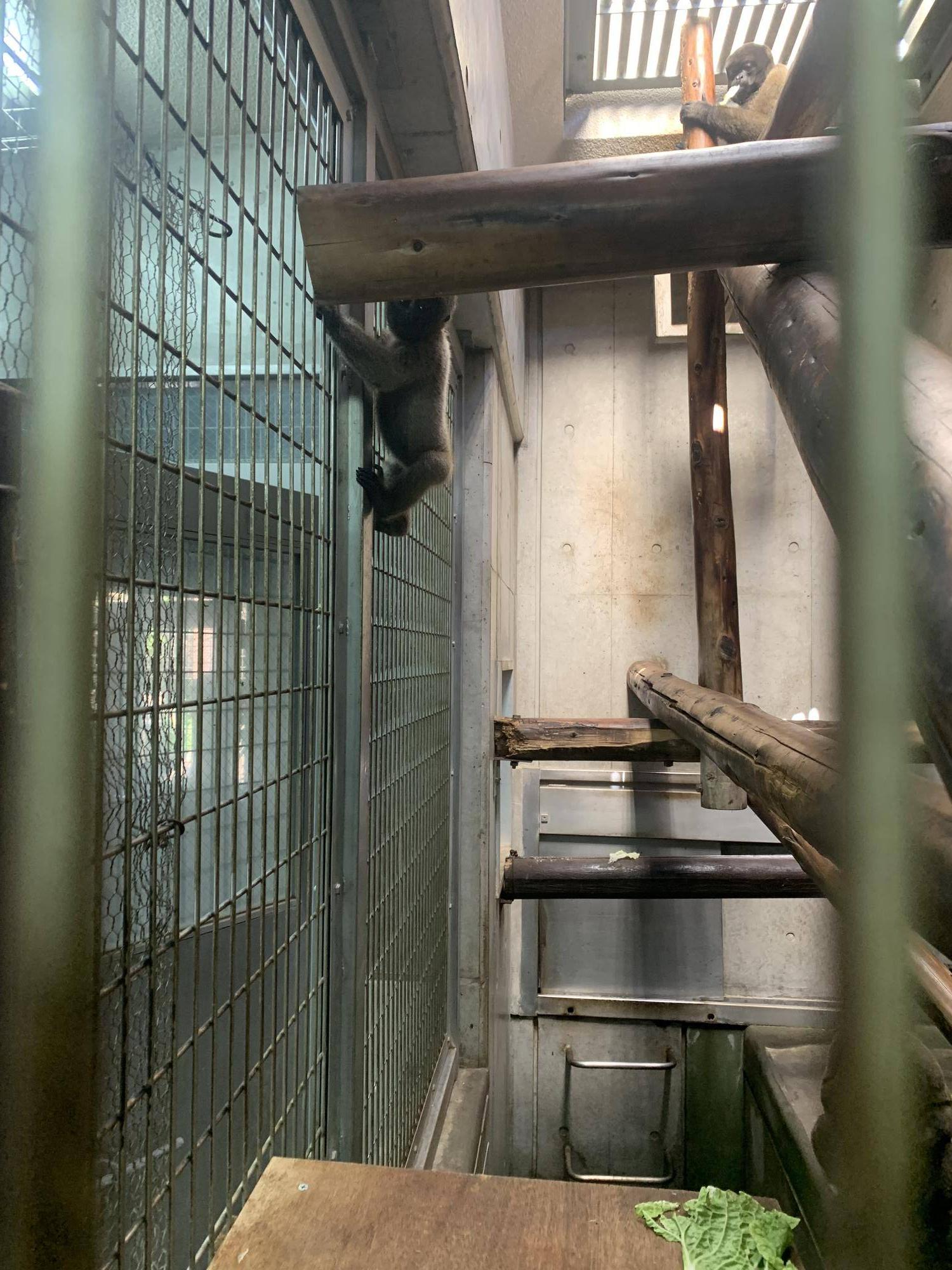 ウーリーモンキーの赤ちゃん成長記⑧1