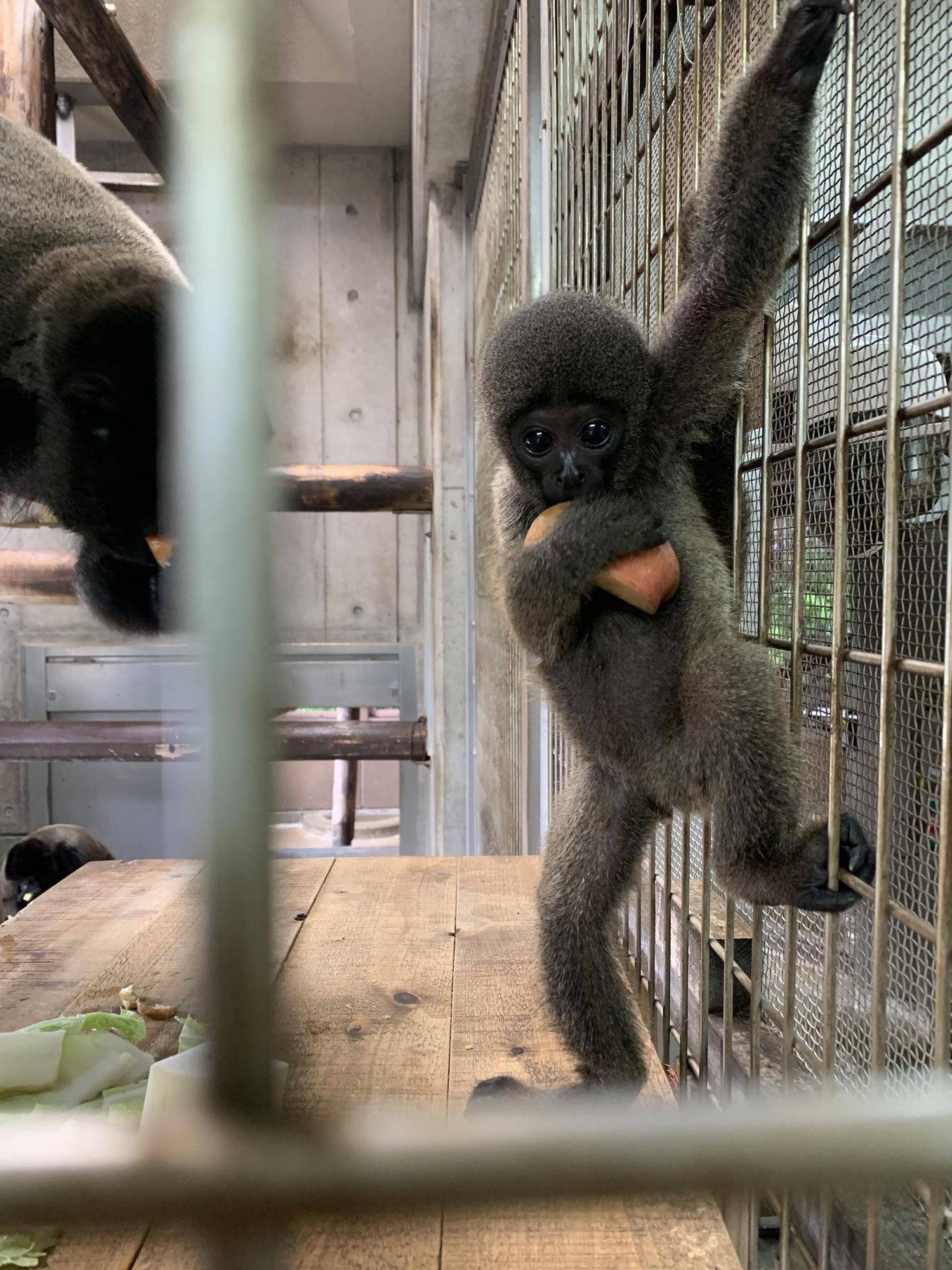 ウーリーモンキーの赤ちゃん成長記⑧6