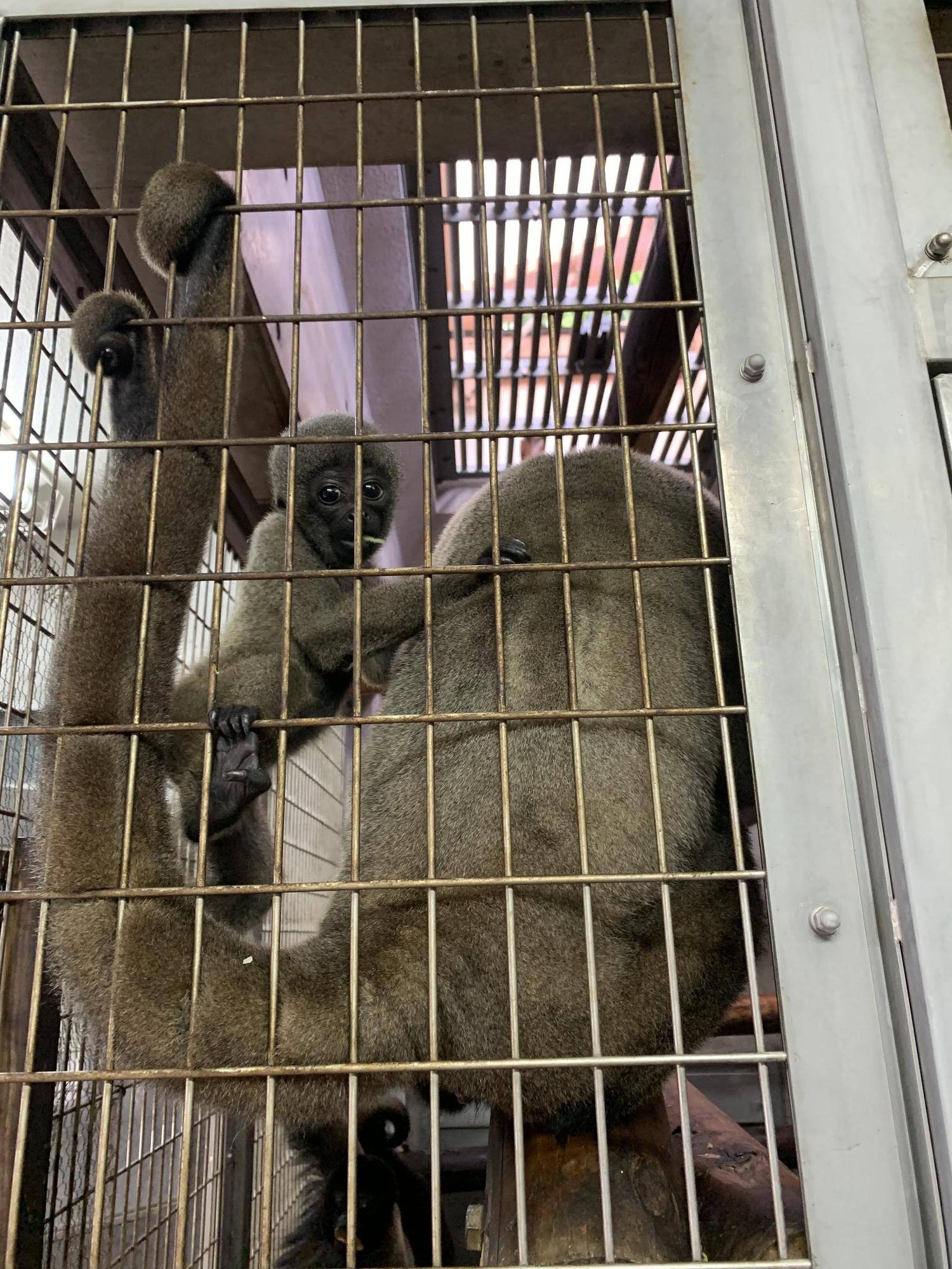 ウーリーモンキーの赤ちゃん成長記⑧５