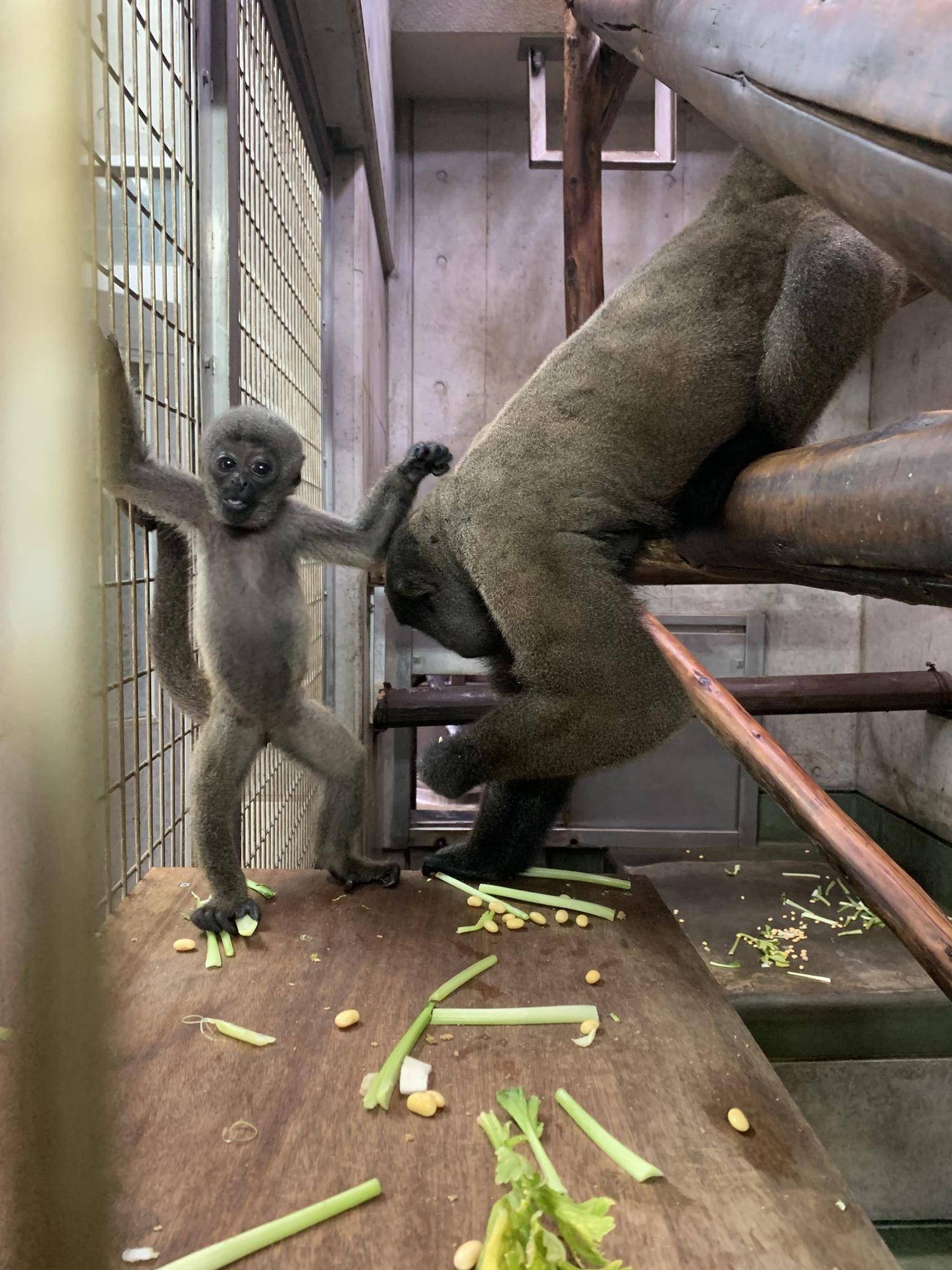 ウーリーモンキーの赤ちゃん成長記⑧3