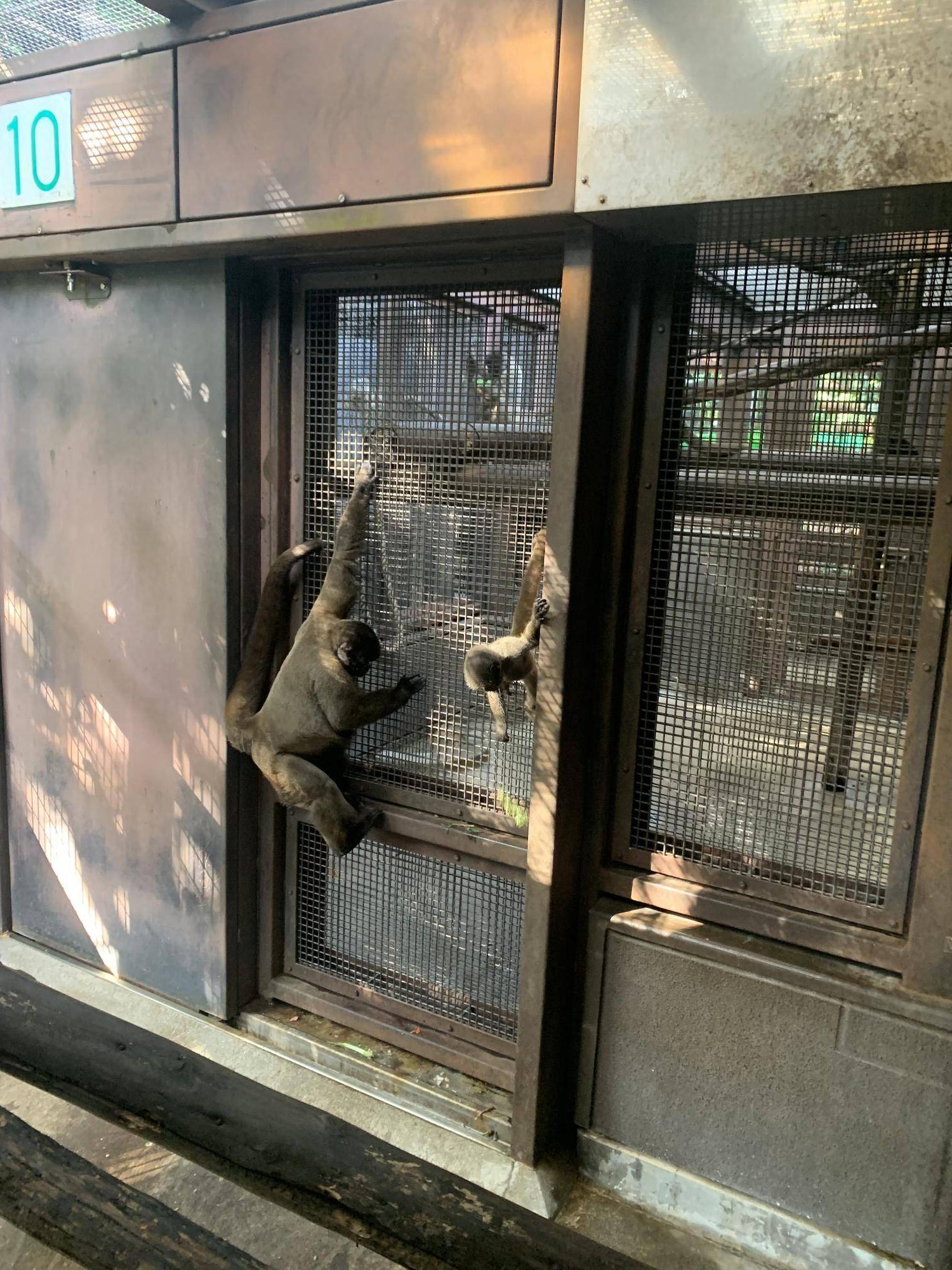 ウーリーモンキーの赤ちゃん成長記⑨１