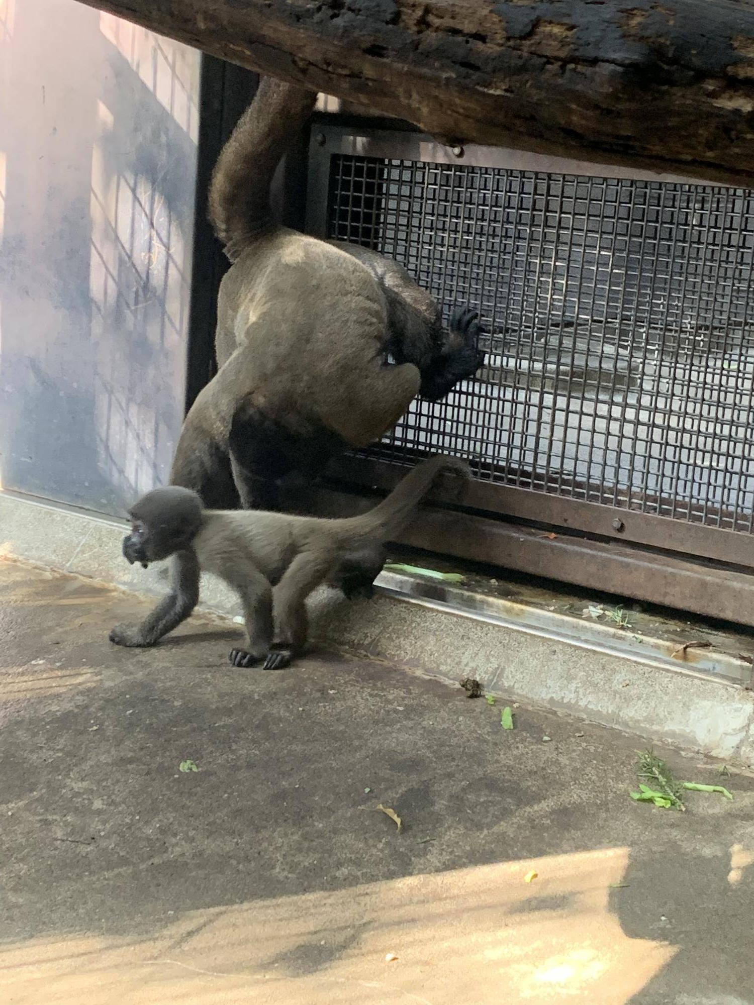ウーリーモンキーの赤ちゃん成長記⑨ ２