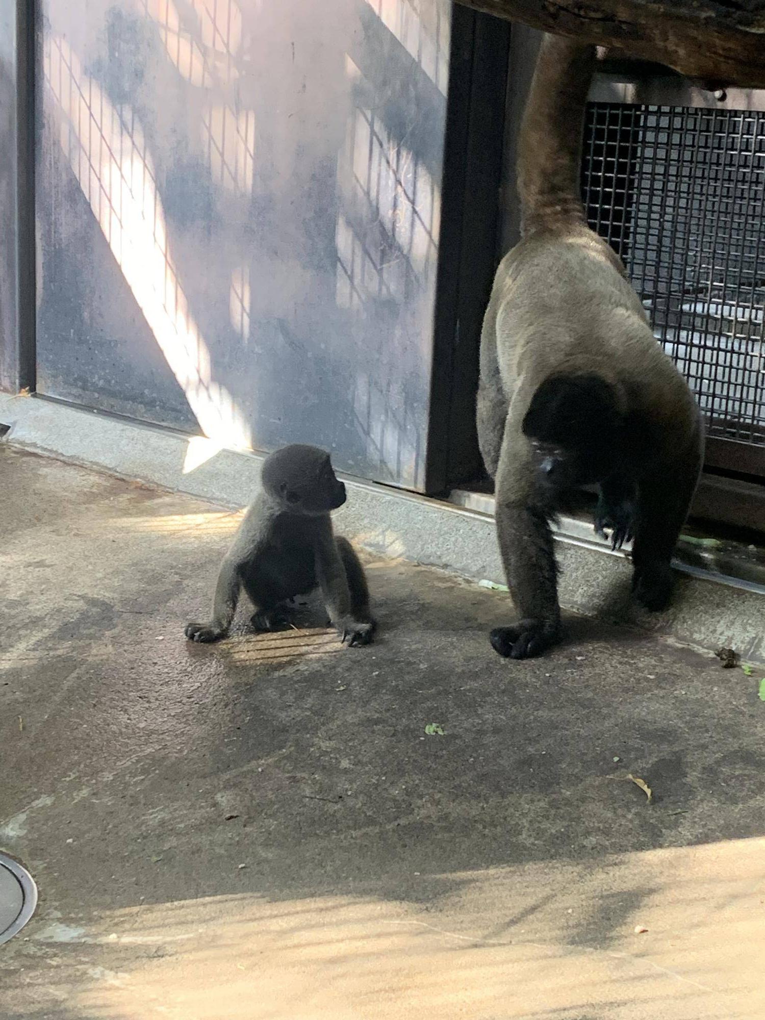 ウーリーモンキーの赤ちゃん成長記⑨ ３