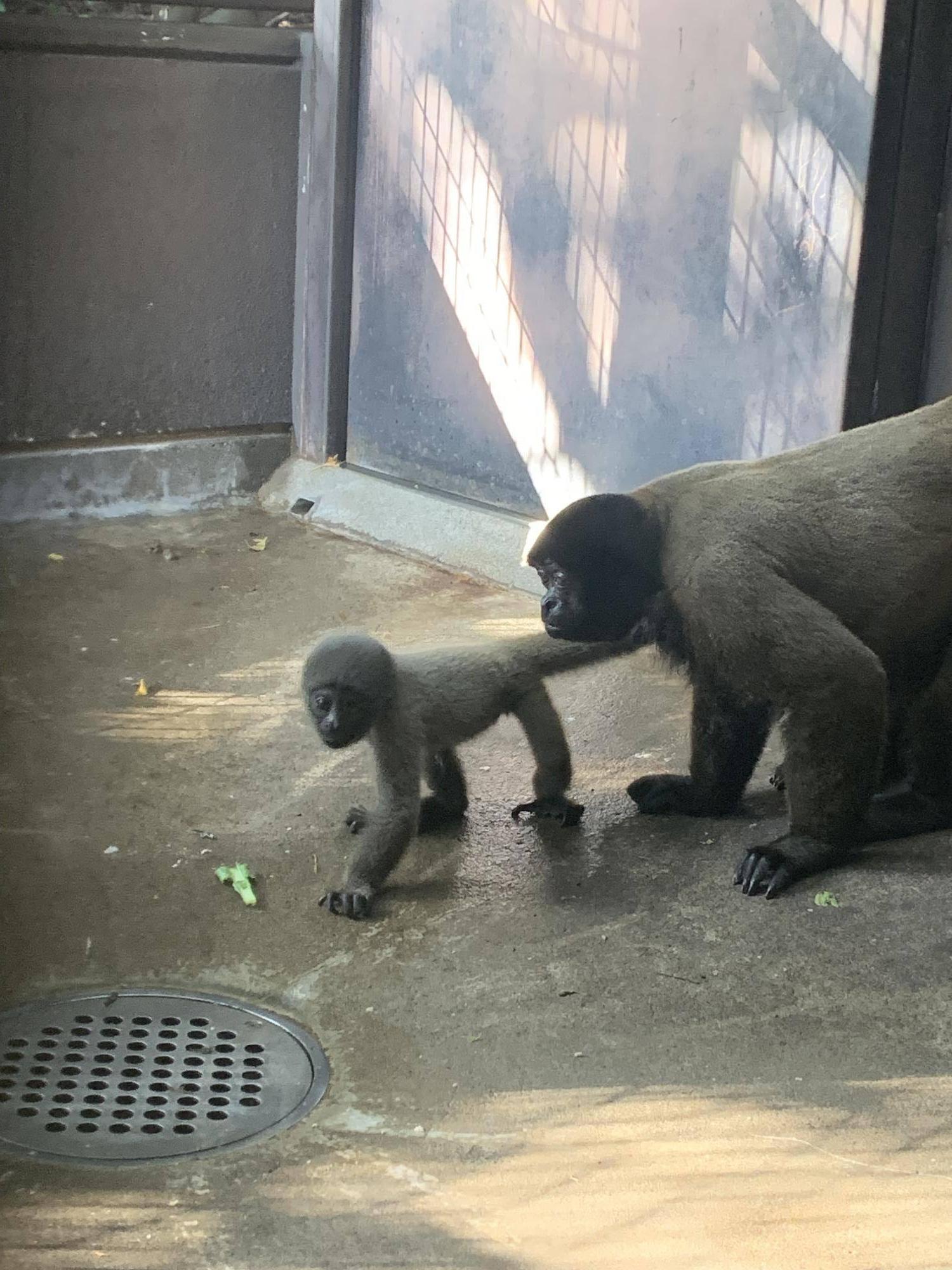ウーリーモンキーの赤ちゃん成長記⑨４