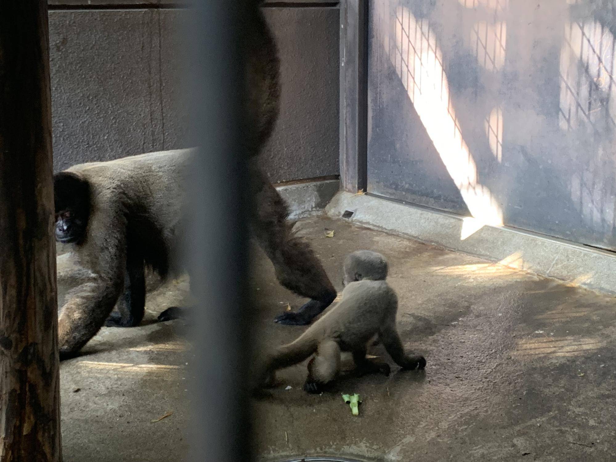 ウーリーモンキーの赤ちゃん成長記⑨5