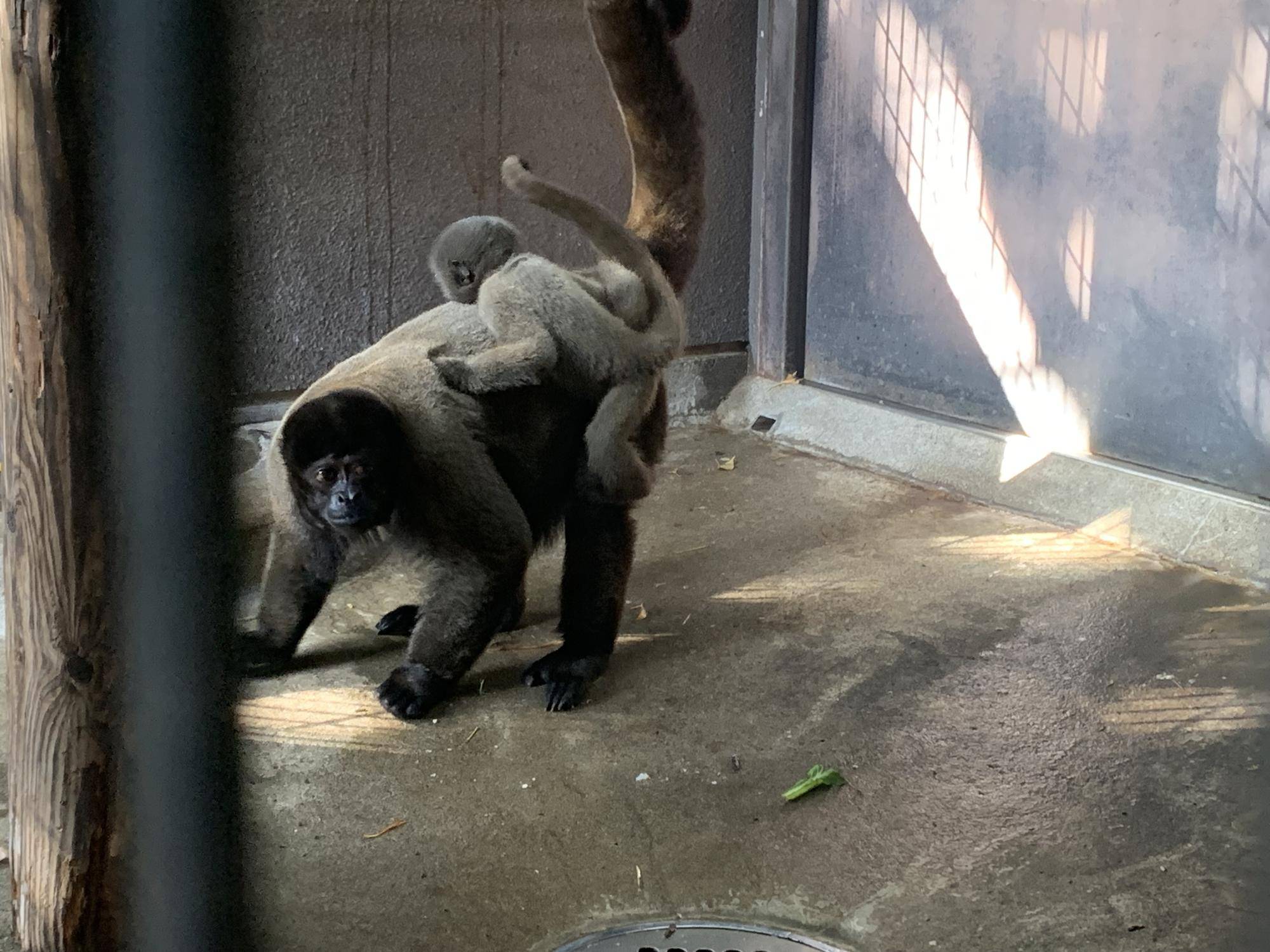ウーリーモンキーの赤ちゃん成長記⑨6