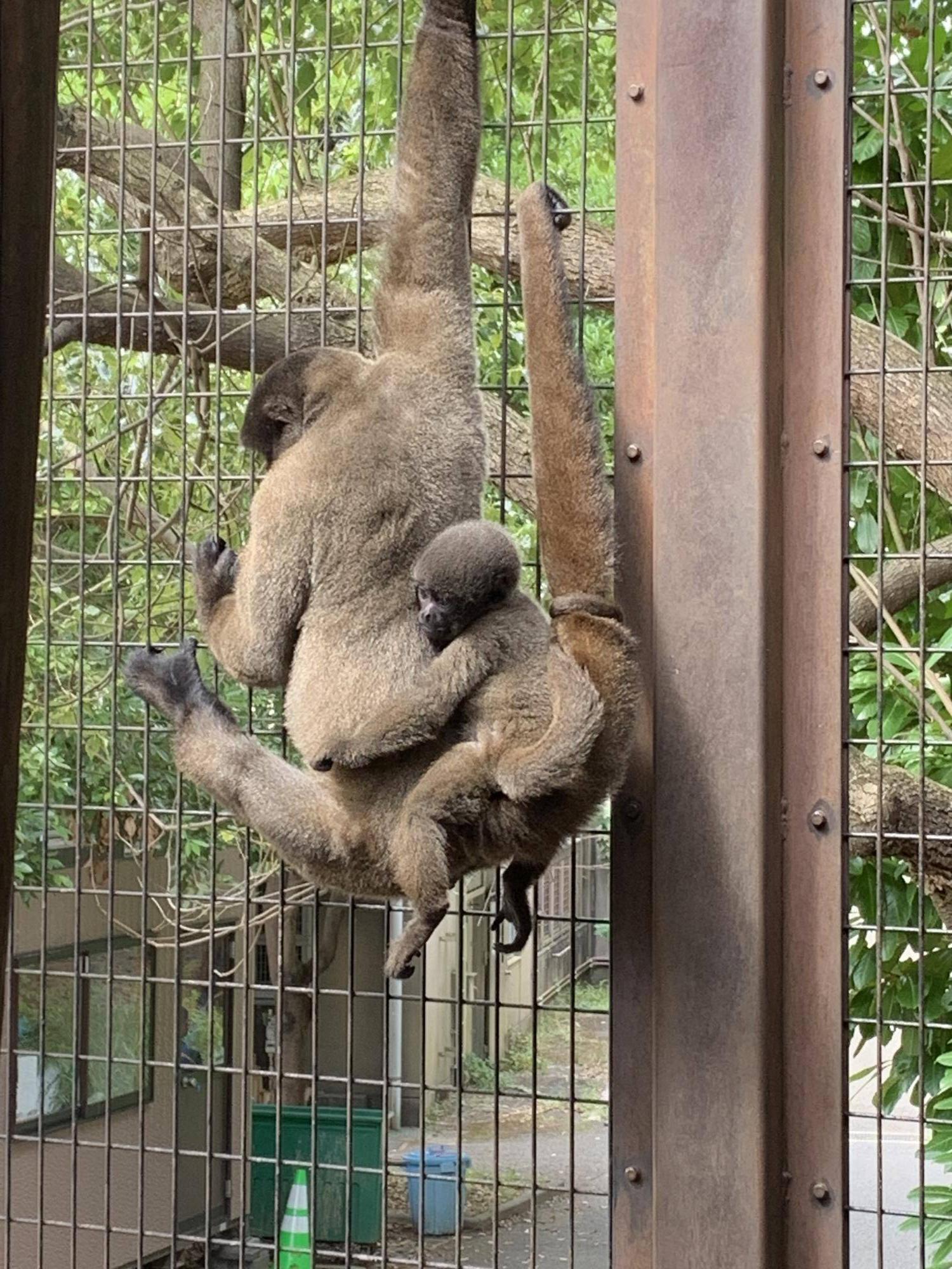 ウーリーモンキーの赤ちゃん成長記⑩0