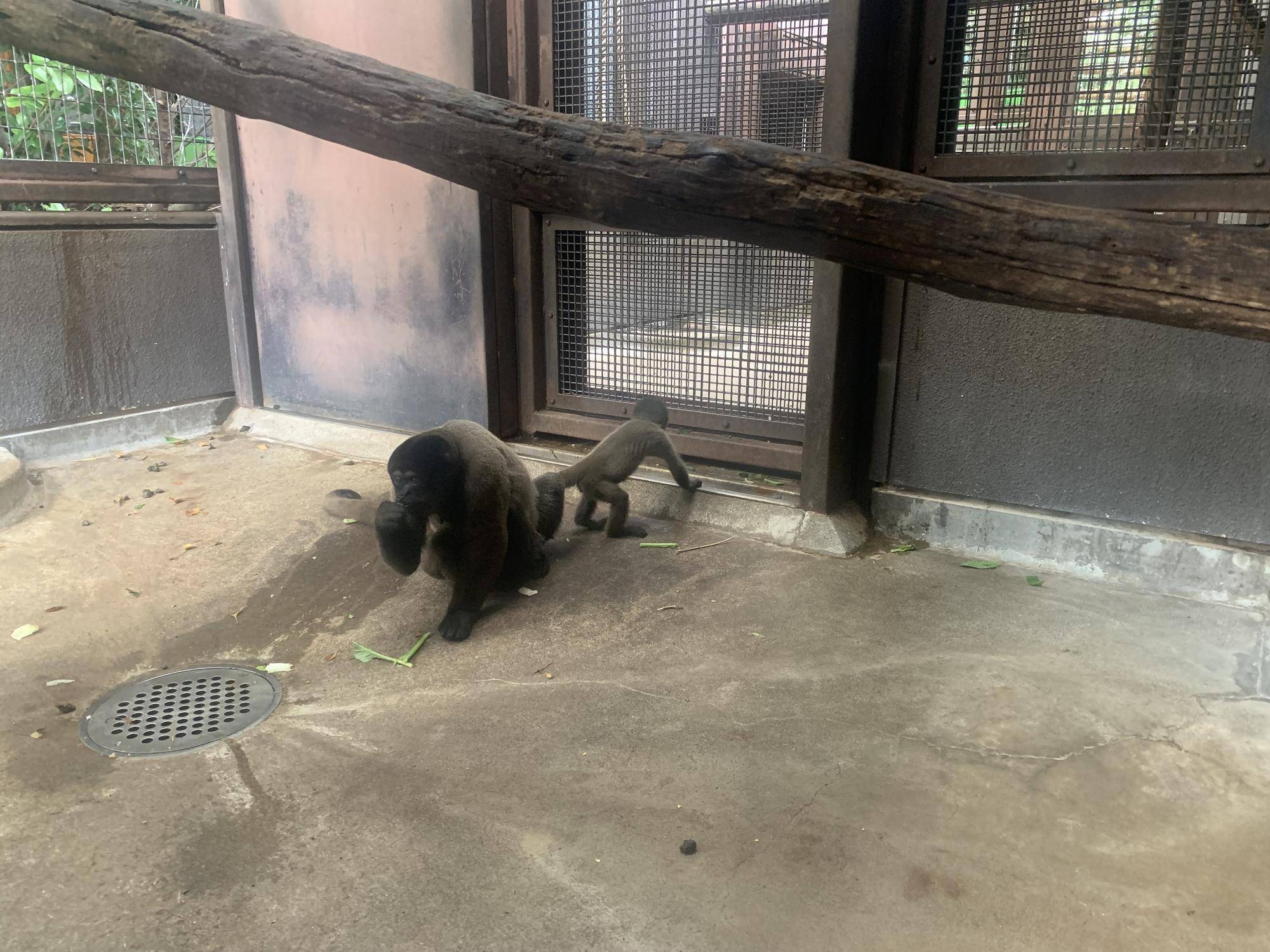 ウーリーモンキーの赤ちゃん成長記⑩１